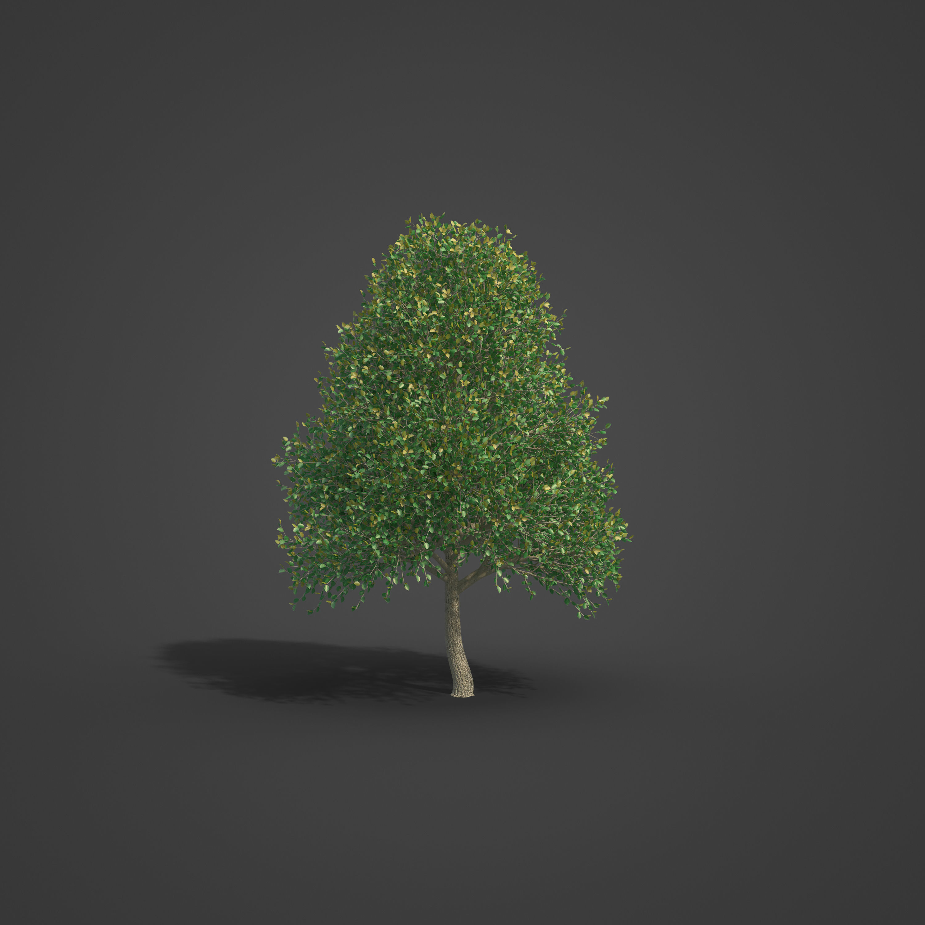 2021 PBR Turkish Hazel Collection - Corylus Colurna  3D model_2