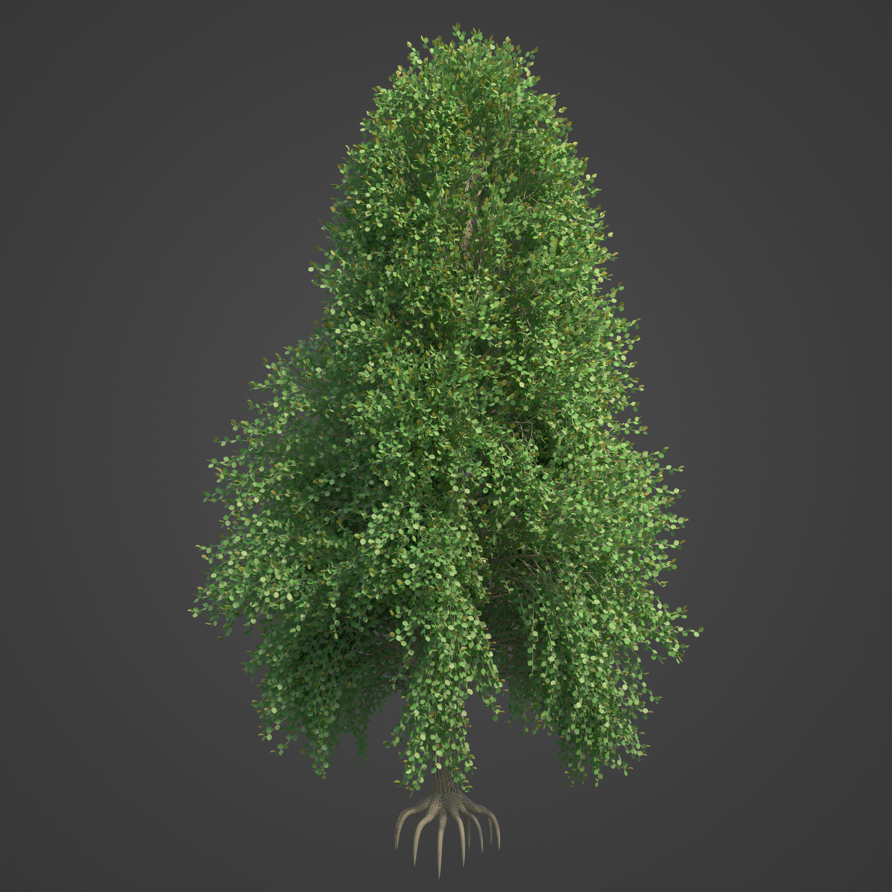 2021 PBR Turkish Hazel Collection - Corylus Colurna  3D model_7