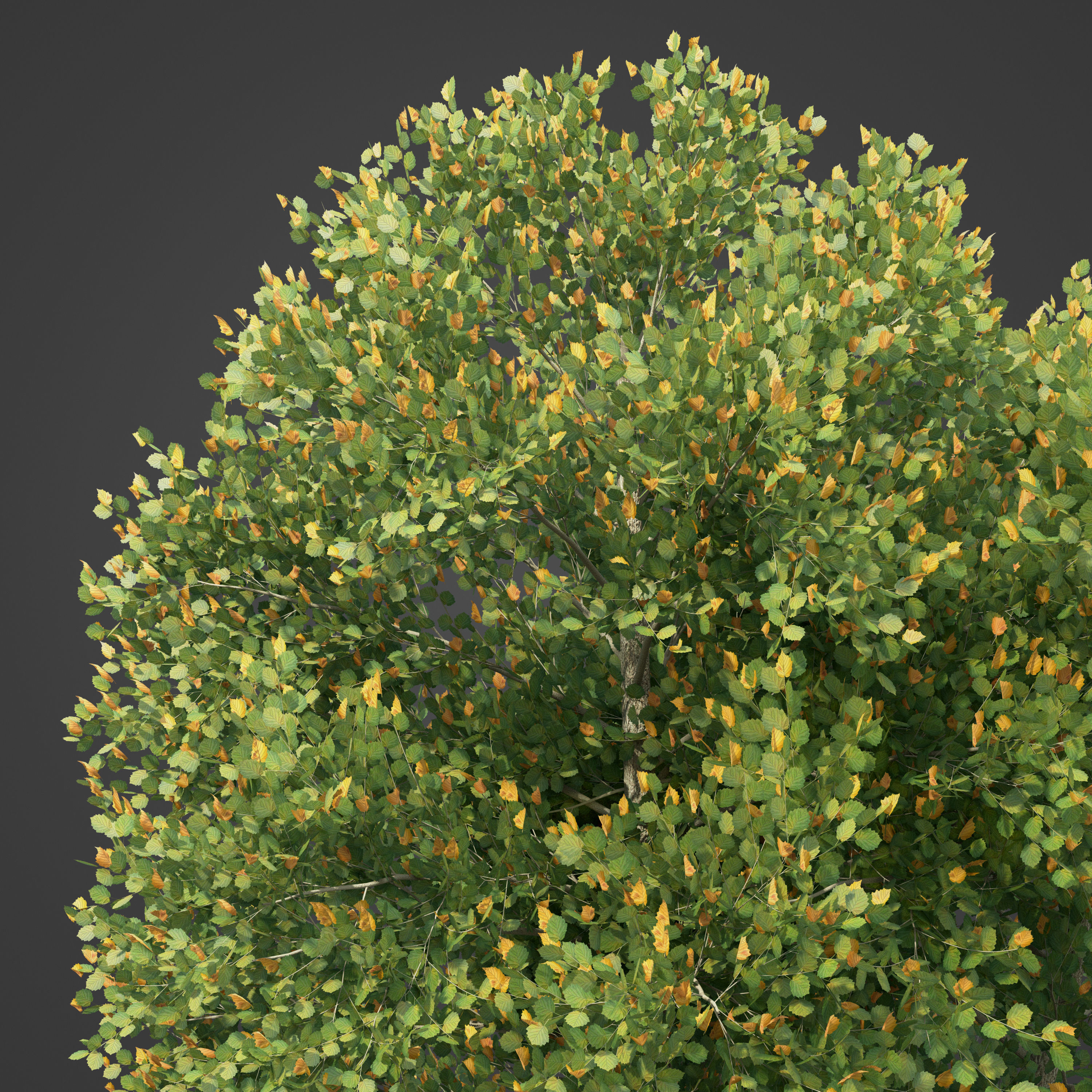2021 PBR Turkish Hazel Collection - Corylus Colurna  3D model_8
