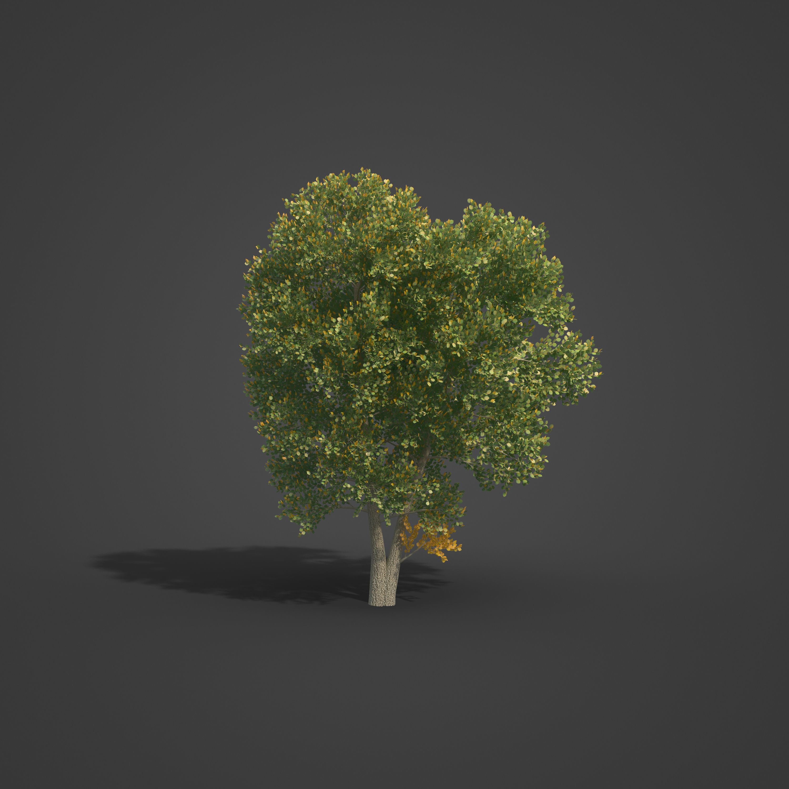 2021 PBR Turkish Hazel Collection - Corylus Colurna  3D model_5