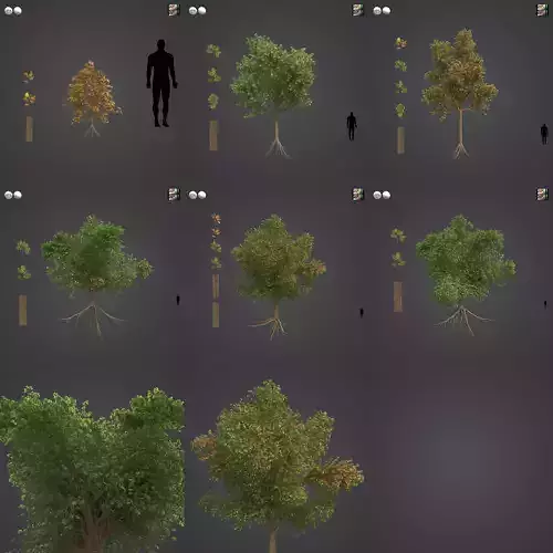 2021 PBR Downy Oak Collection - Quercus Pubescens