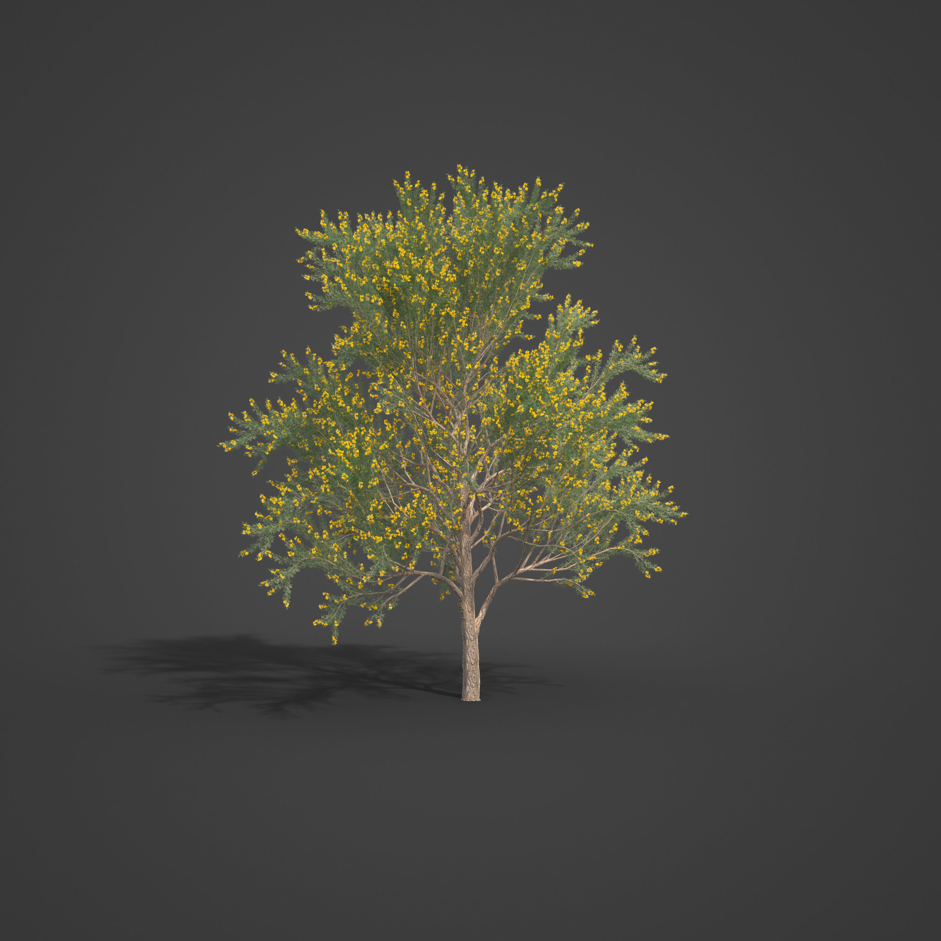 2021 PBR True Mulga Collection - Acacia Aneura  3D model_6