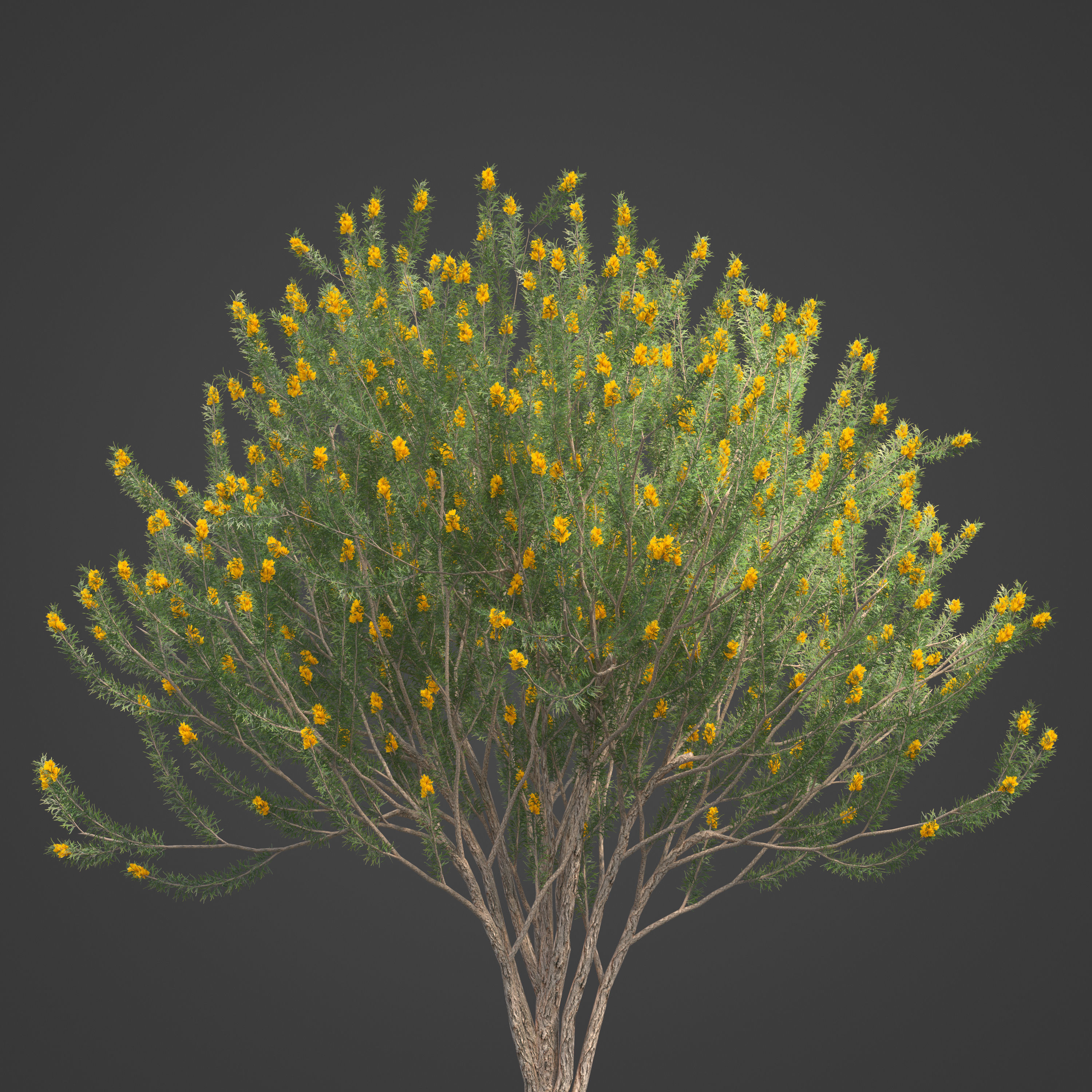 2021 PBR True Mulga Collection - Acacia Aneura  3D model_7
