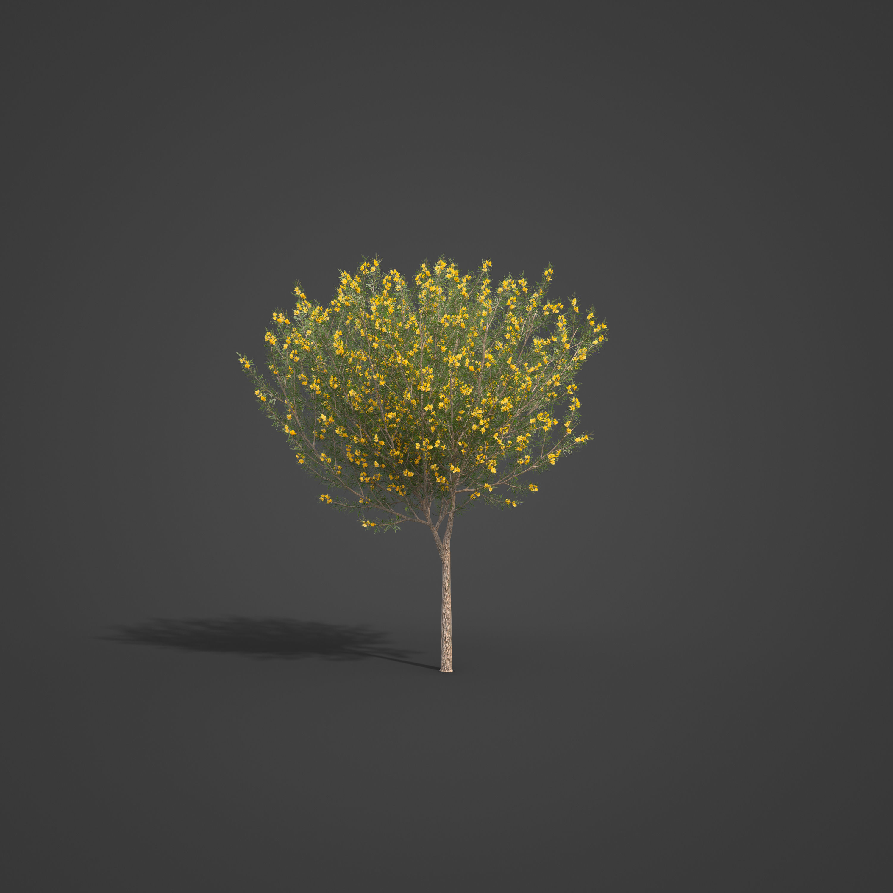 2021 PBR True Mulga Collection - Acacia Aneura  3D model_4
