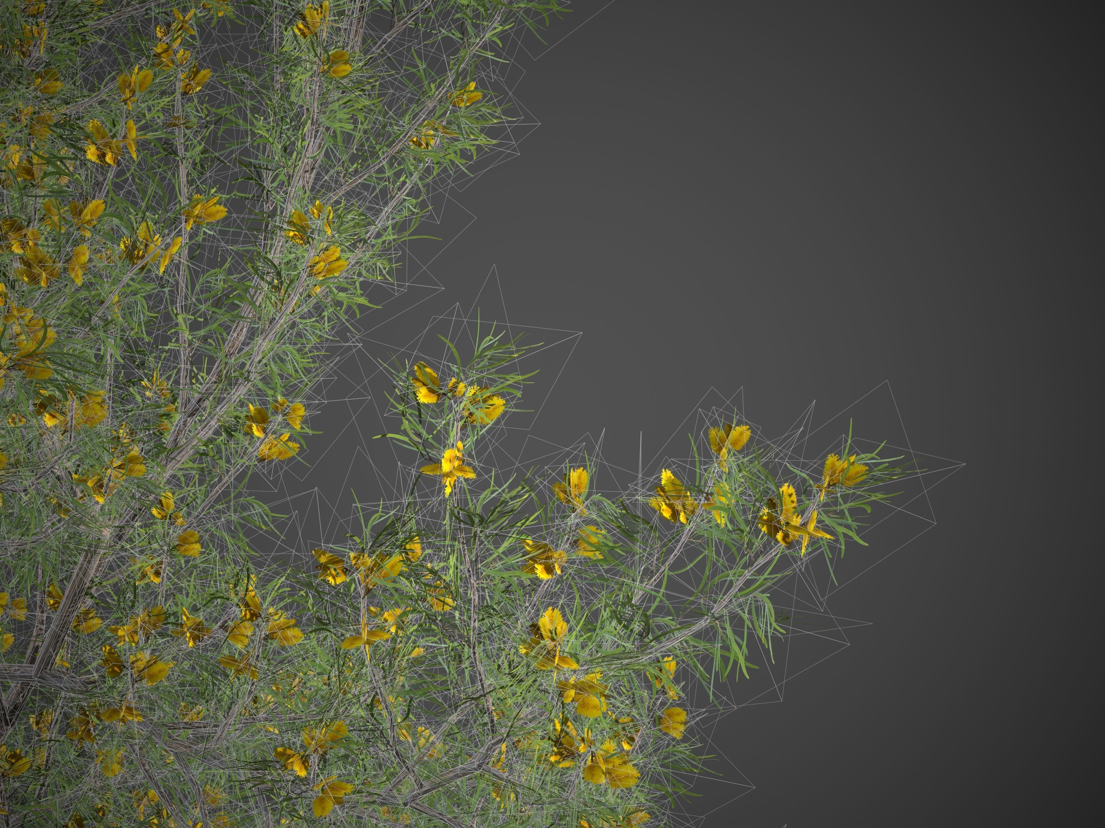 2021 PBR True Mulga Collection - Acacia Aneura  3D model_11