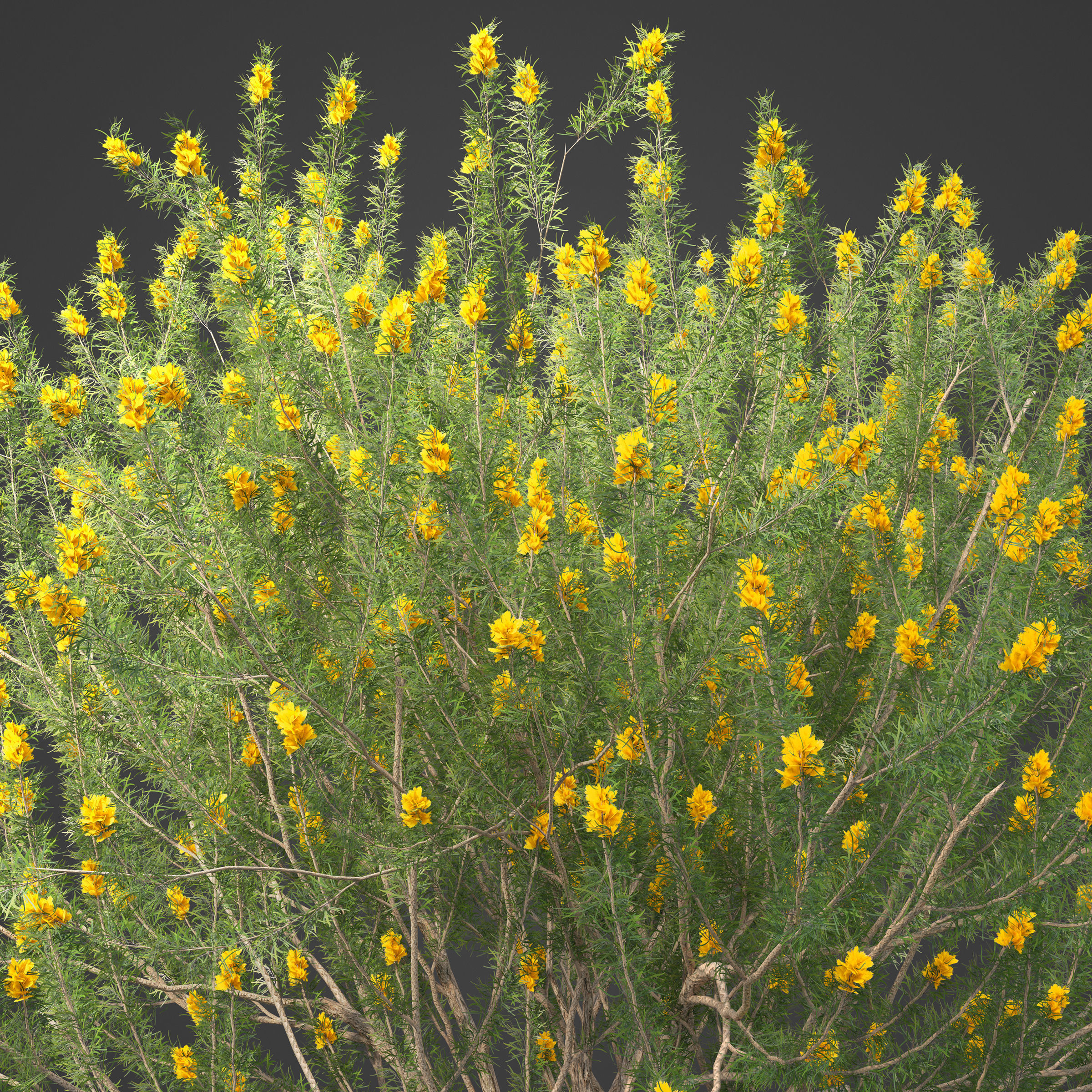 2021 PBR True Mulga Collection - Acacia Aneura  3D model_8