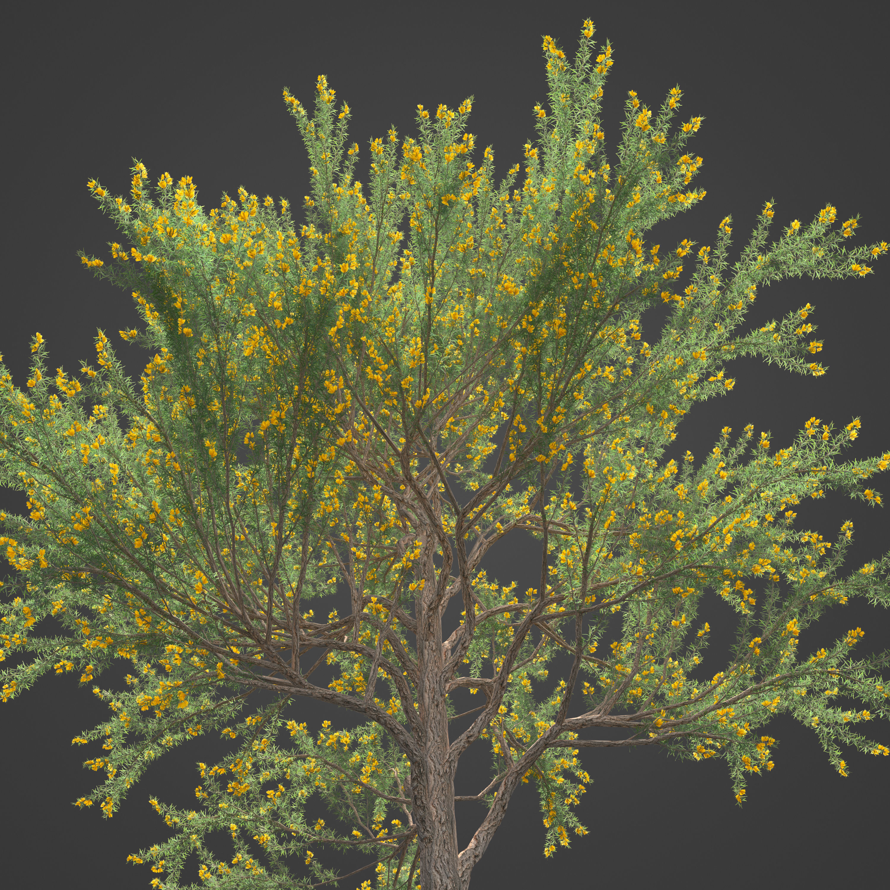 2021 PBR True Mulga Collection - Acacia Aneura  3D model_2