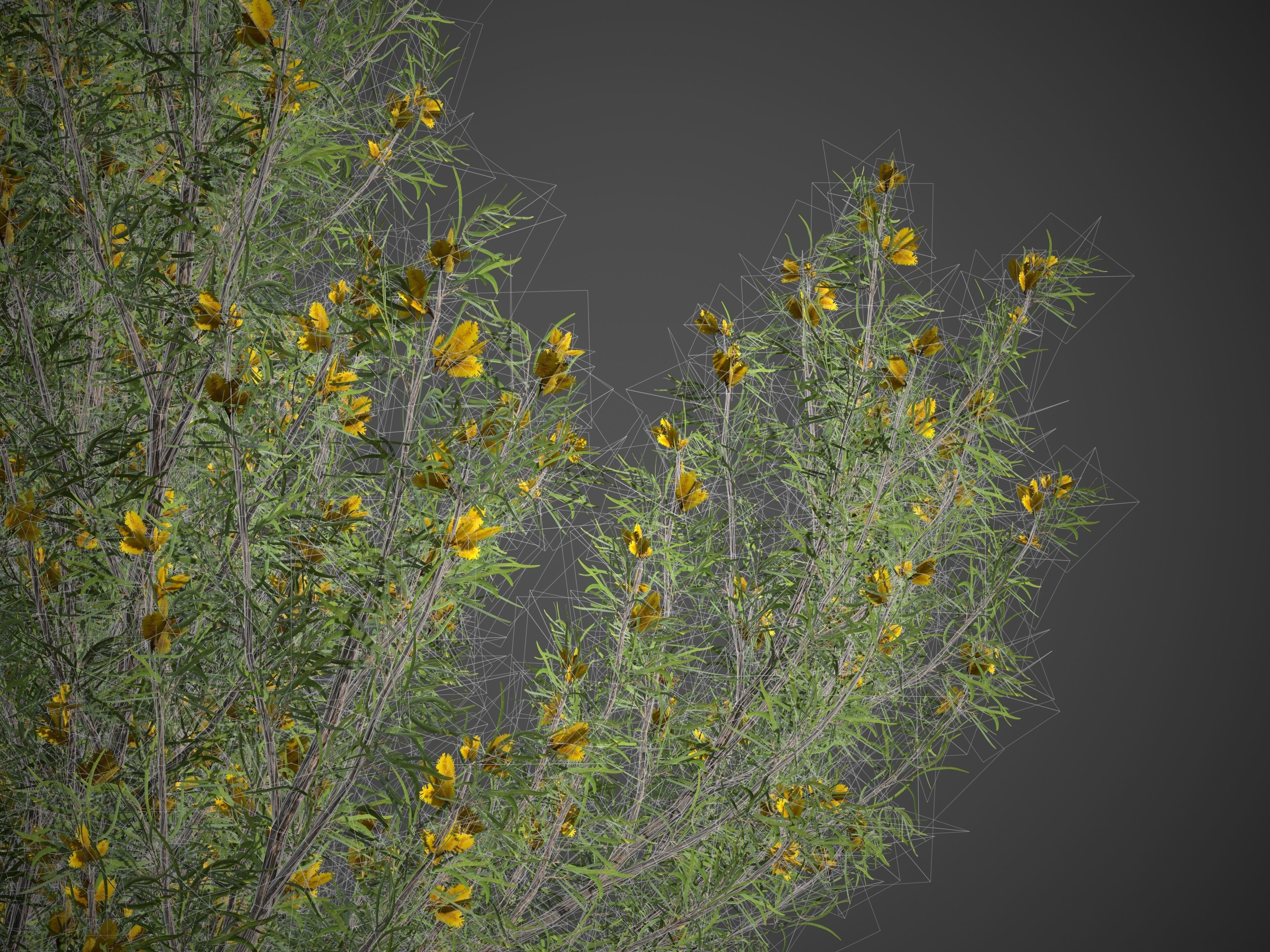 2021 PBR True Mulga Collection - Acacia Aneura  3D model_10