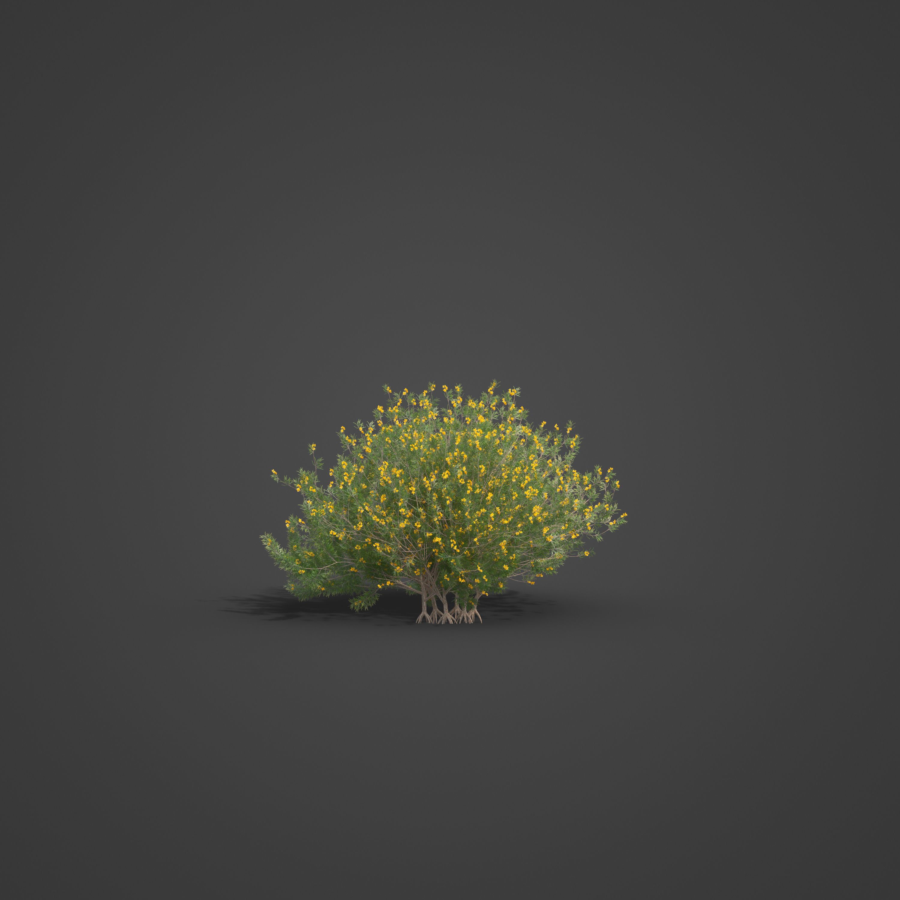 2021 PBR True Mulga Collection - Acacia Aneura  3D model_3