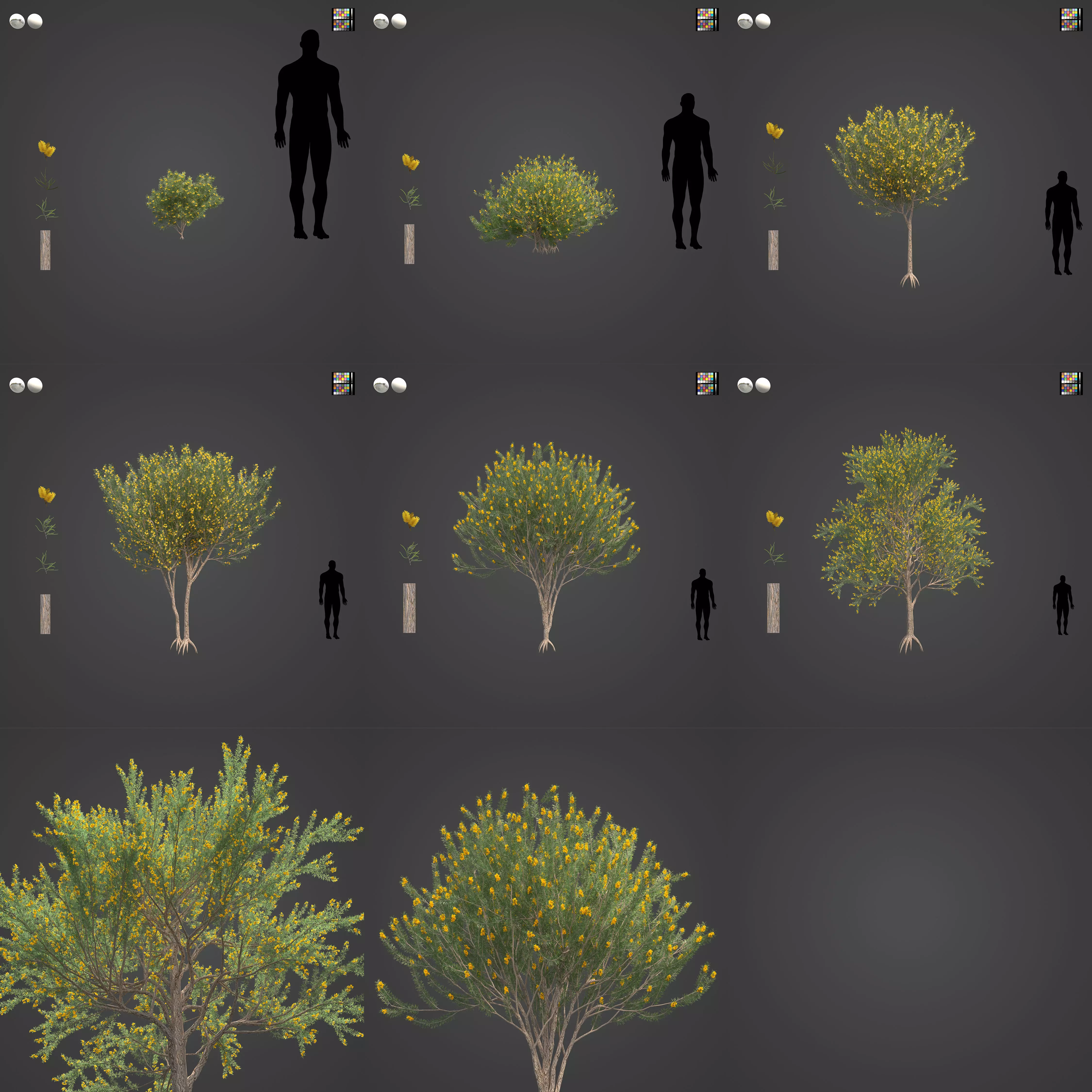 2021 PBR True Mulga Collection - Acacia Aneura  3D model_0