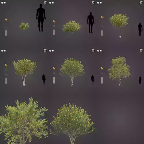 2021 PBR True Mulga Collection - Acacia Aneura  3D model