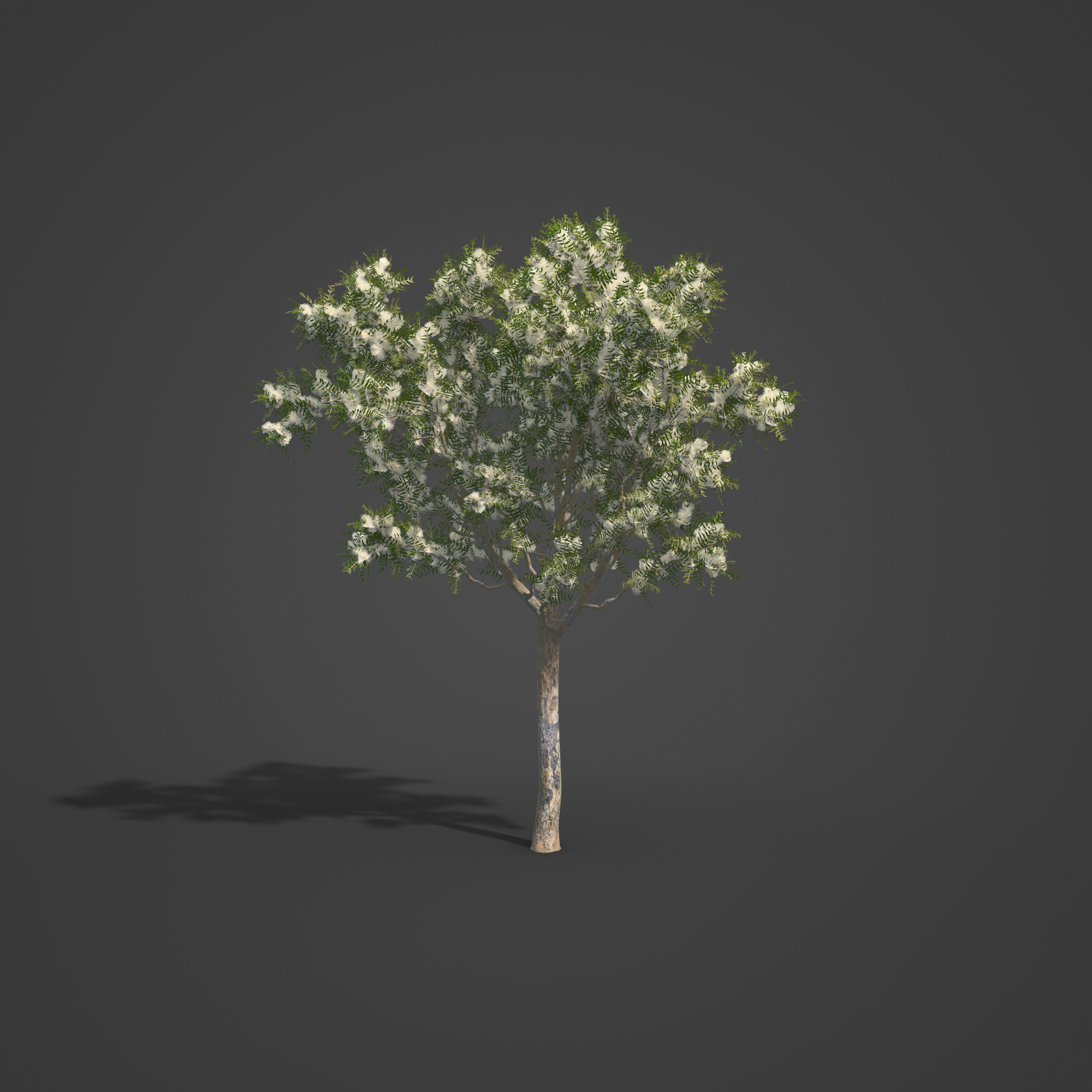 2021 PBR Angophora Intermedia Floribunda Collection 3D model_5