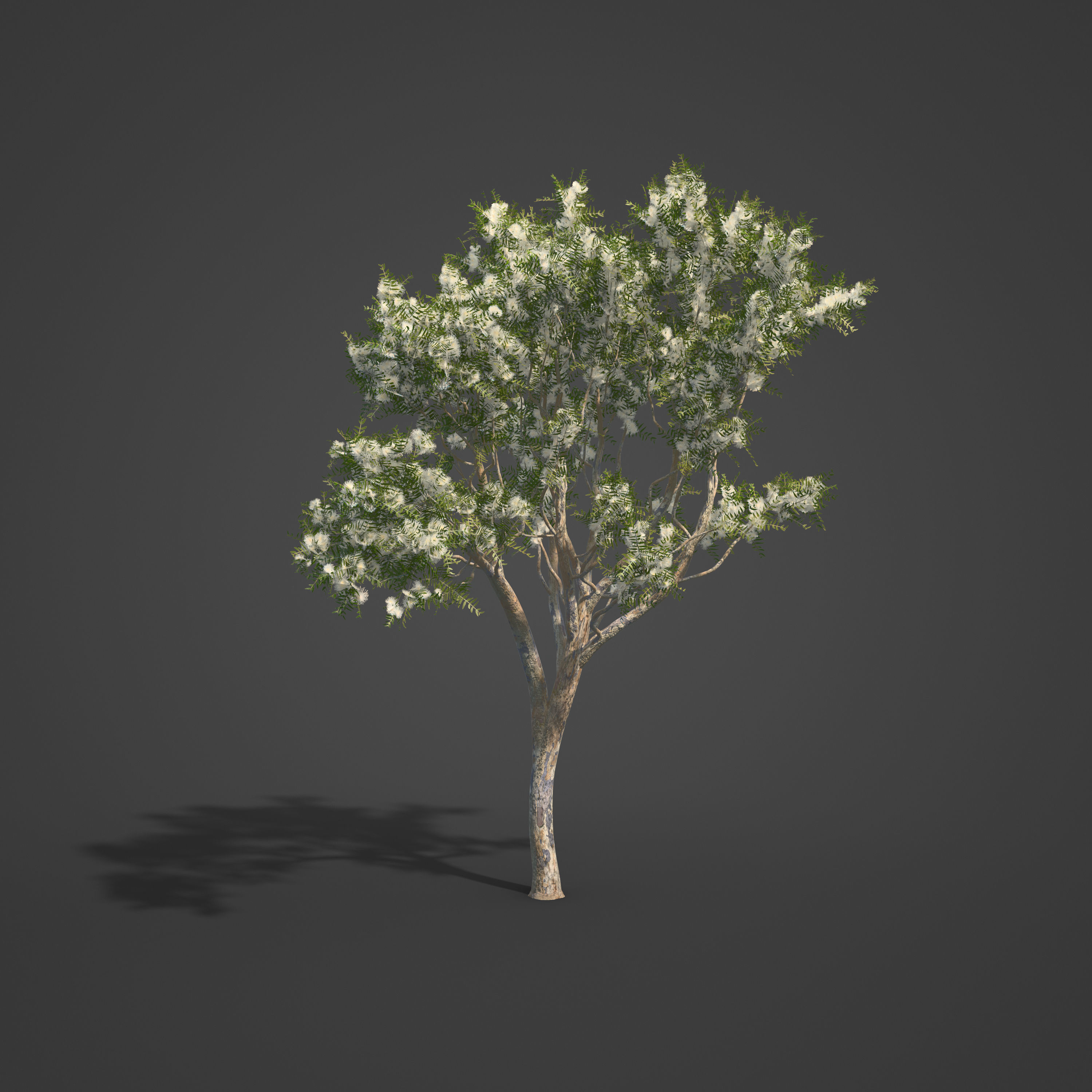 2021 PBR Angophora Intermedia Floribunda Collection 3D model_3