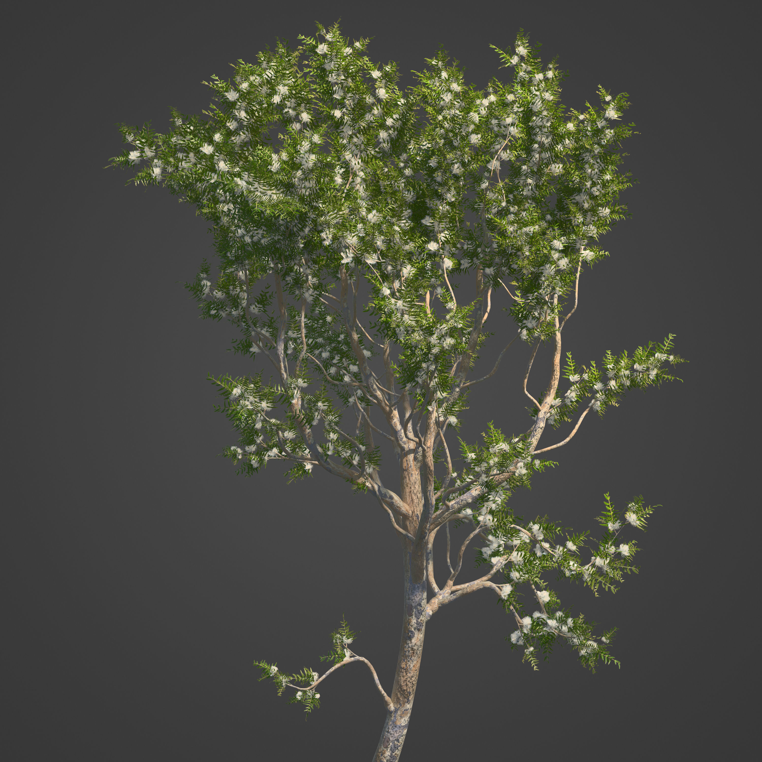2021 PBR Angophora Intermedia Floribunda Collection 3D model_2