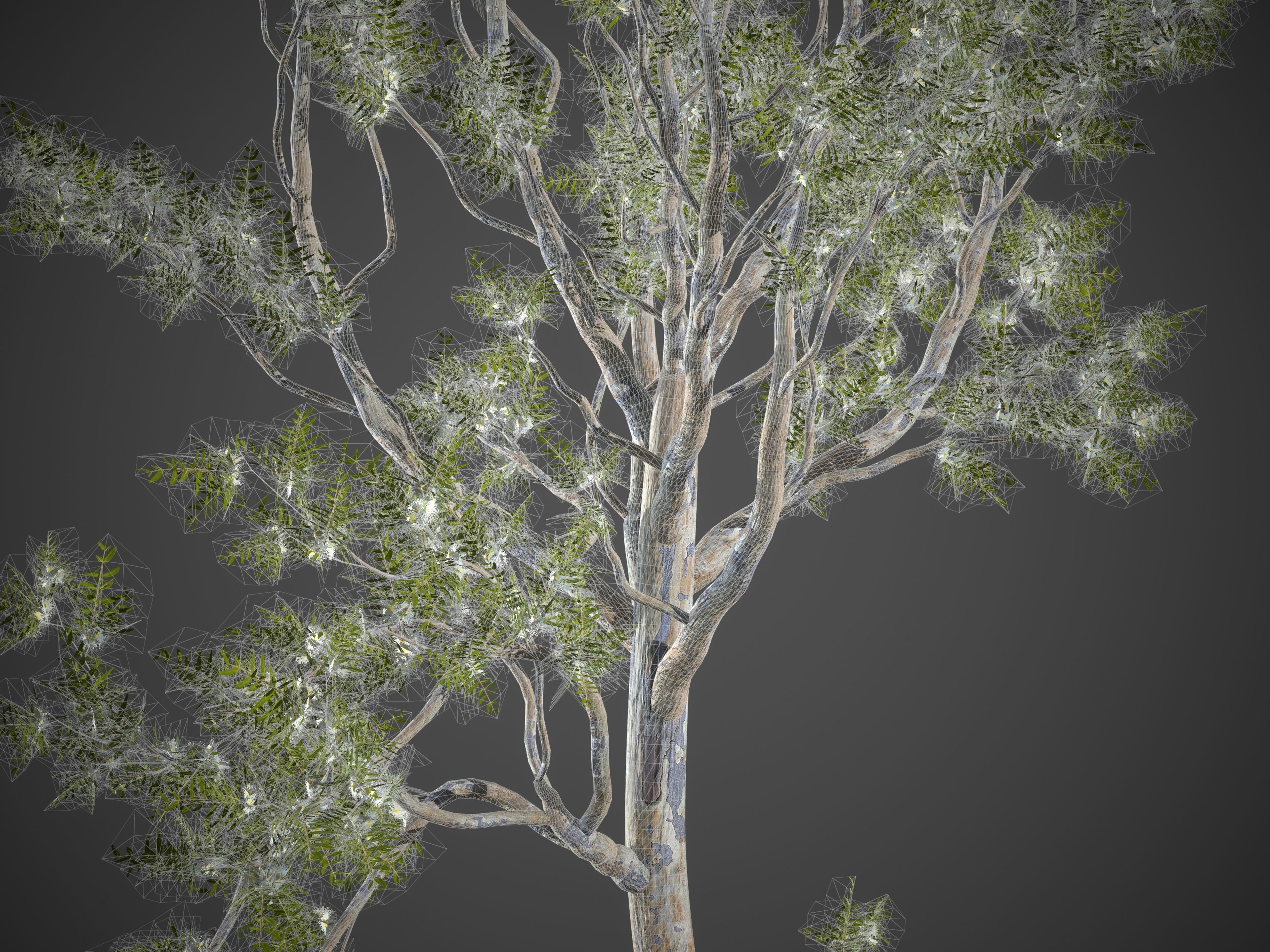 2021 PBR Angophora Intermedia Floribunda Collection 3D model_9