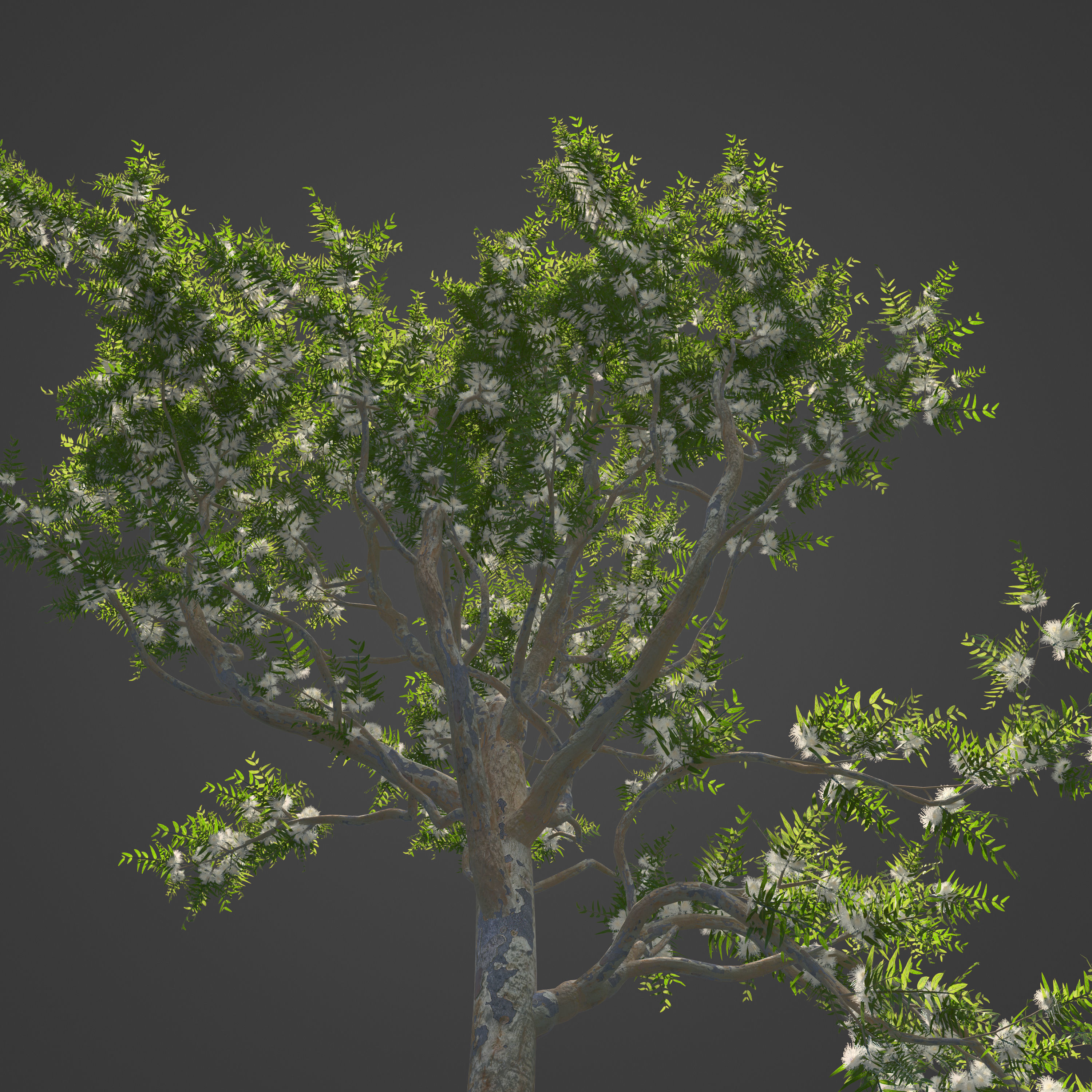 2021 PBR Angophora Intermedia Floribunda Collection 3D model_7