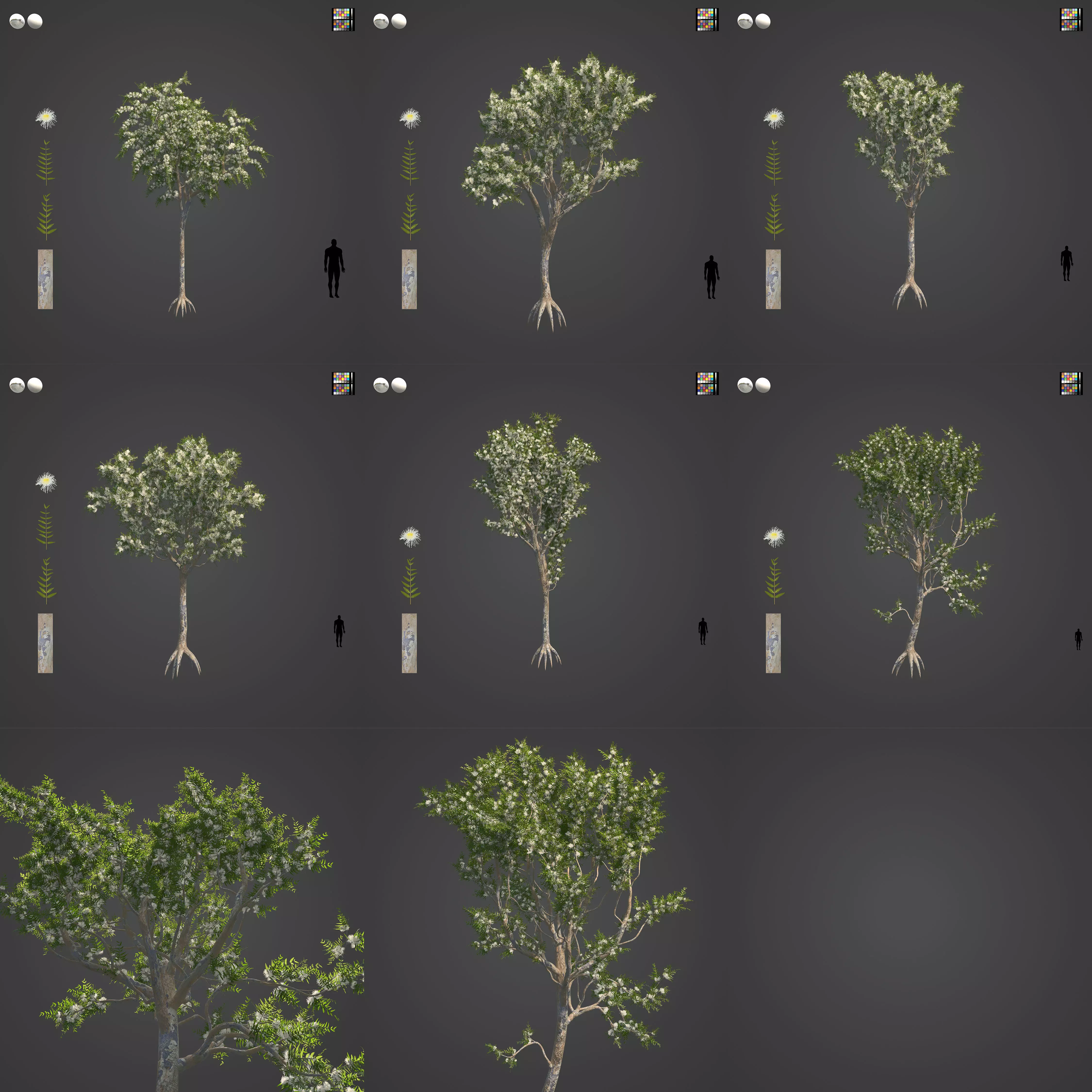 2021 PBR Angophora Intermedia Floribunda Collection 3D model_0