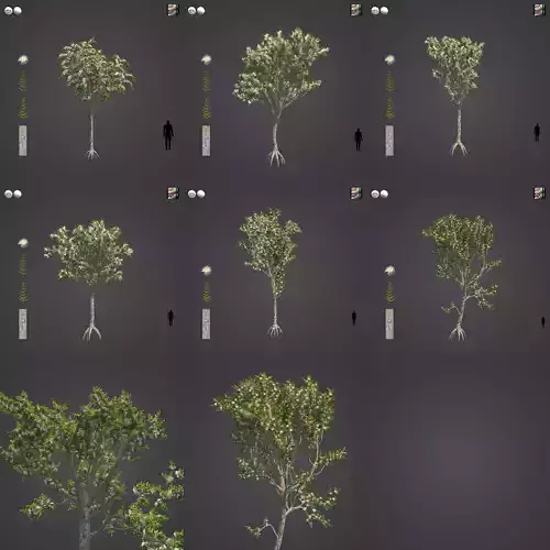 2021 PBR Angophora Intermedia Floribunda Collection 3D model