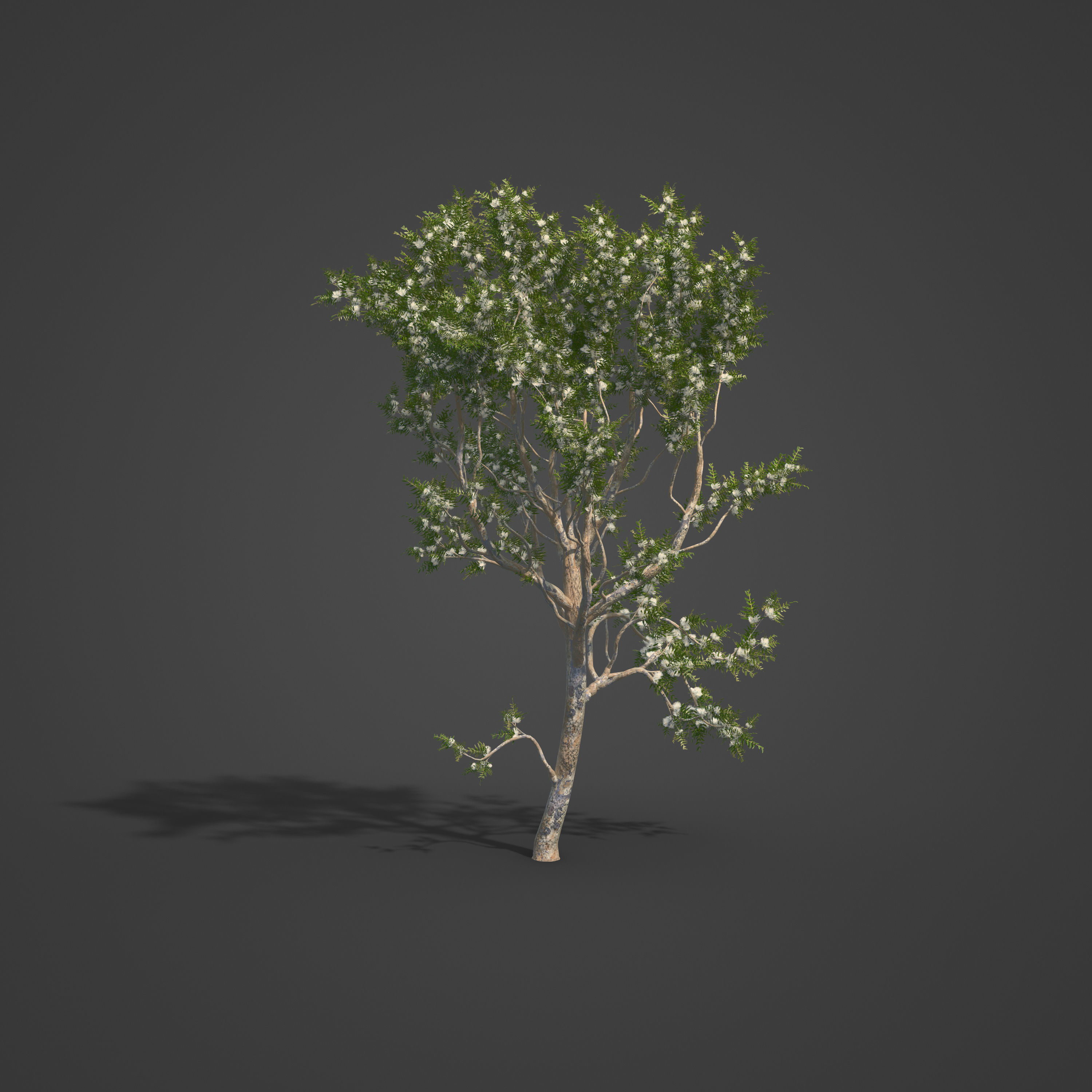 2021 PBR Angophora Intermedia Floribunda Collection 3D model_6