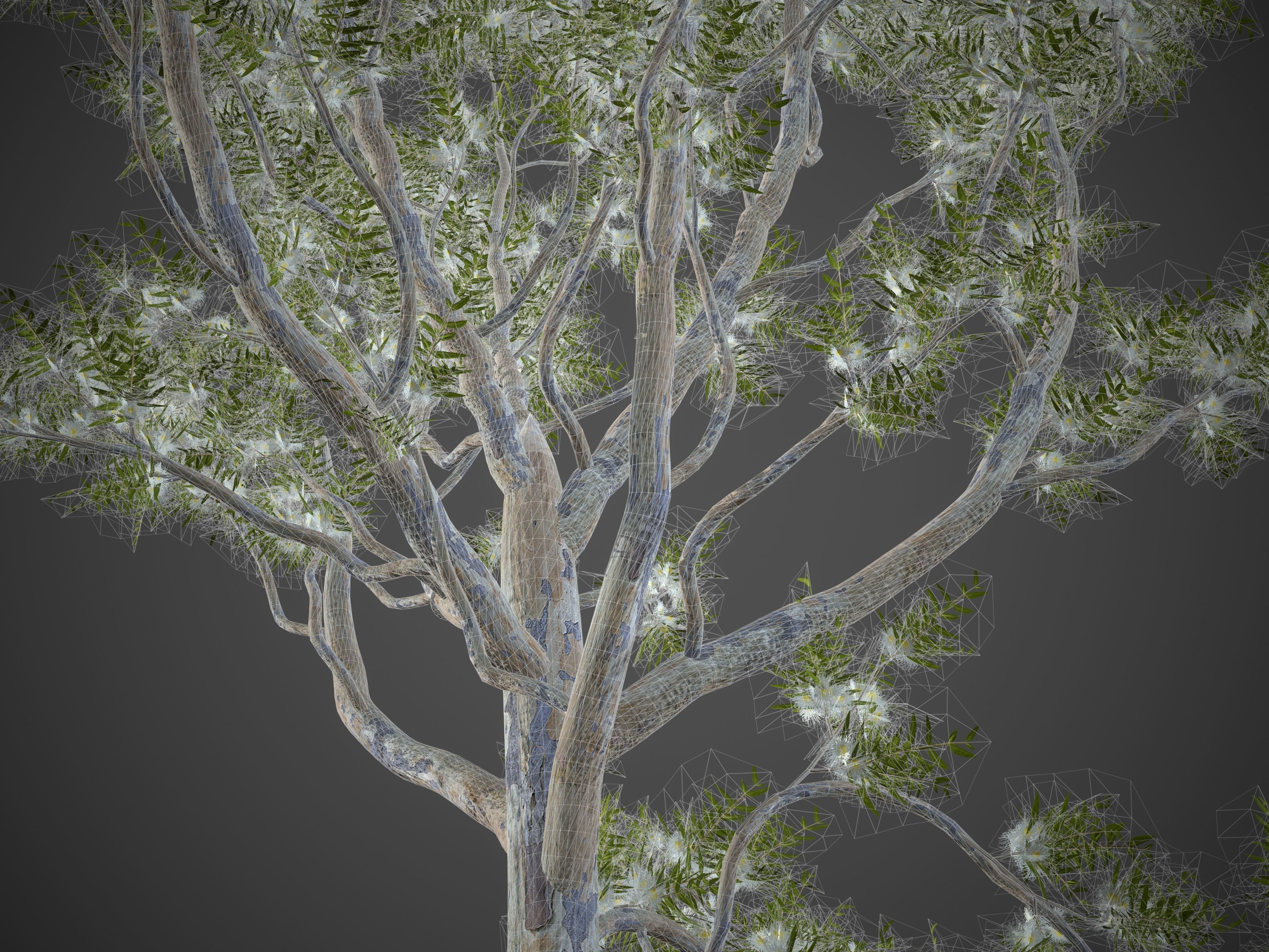 2021 PBR Angophora Intermedia Floribunda Collection 3D model_10