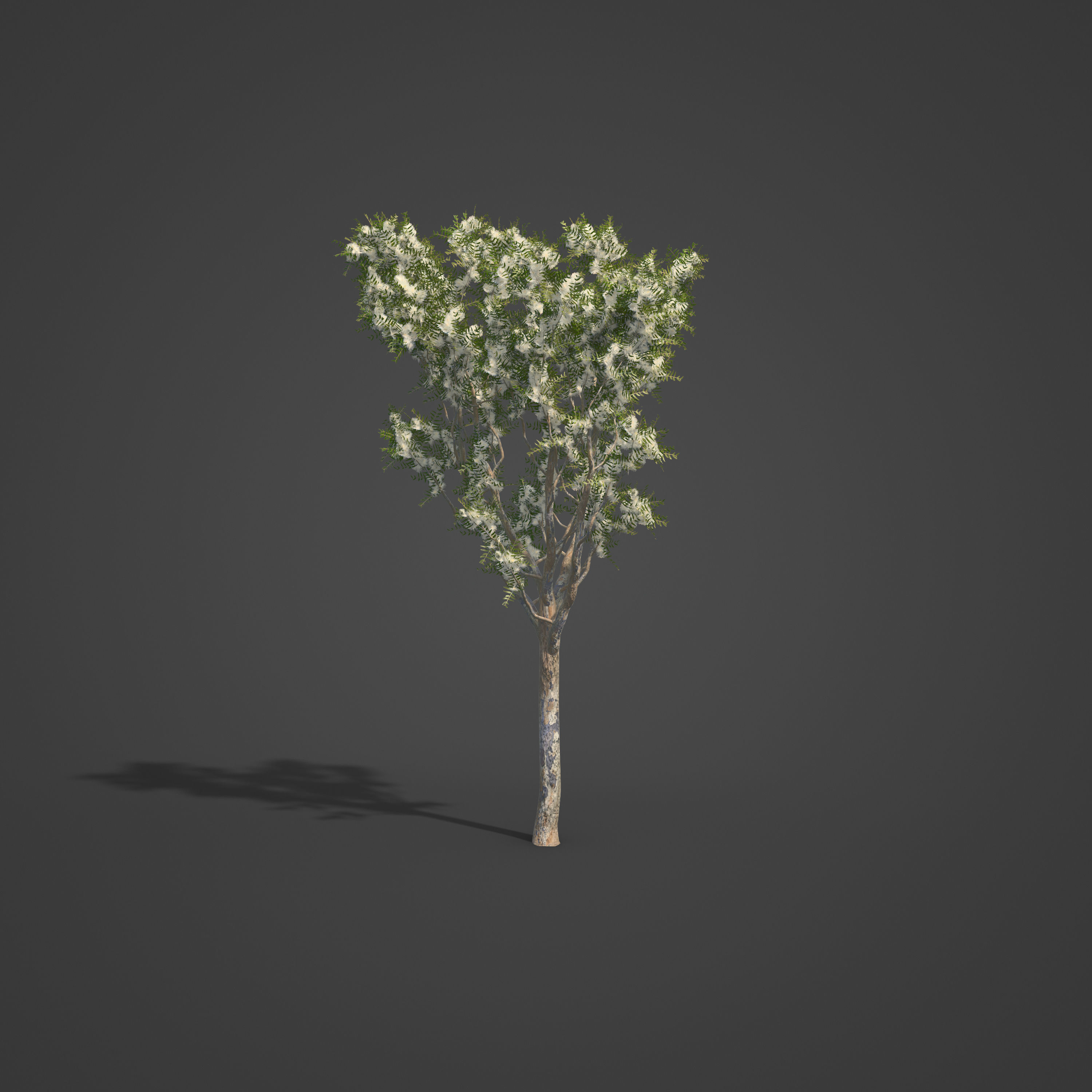 2021 PBR Angophora Intermedia Floribunda Collection 3D model_4
