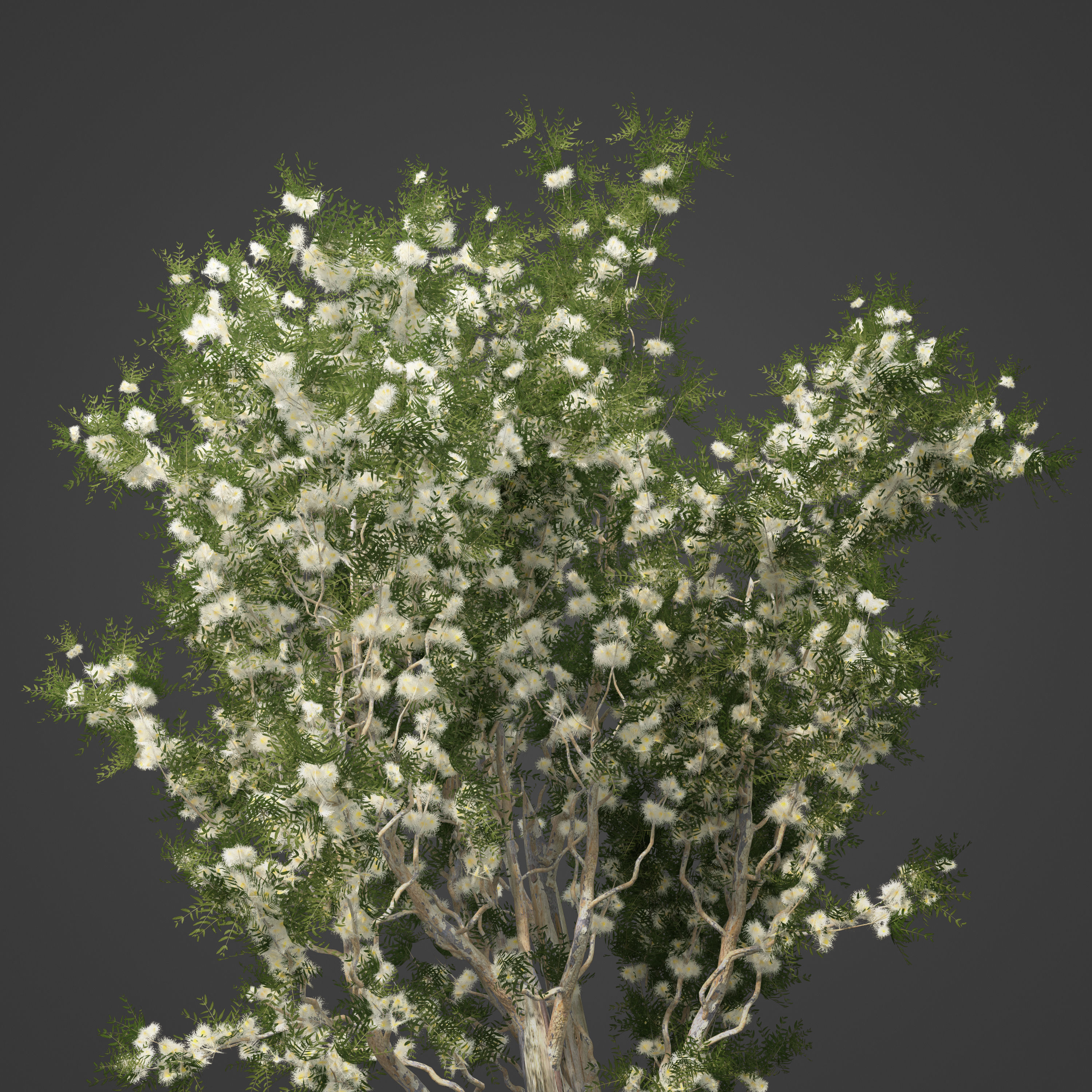 2021 PBR Angophora Intermedia Floribunda Collection 3D model_8