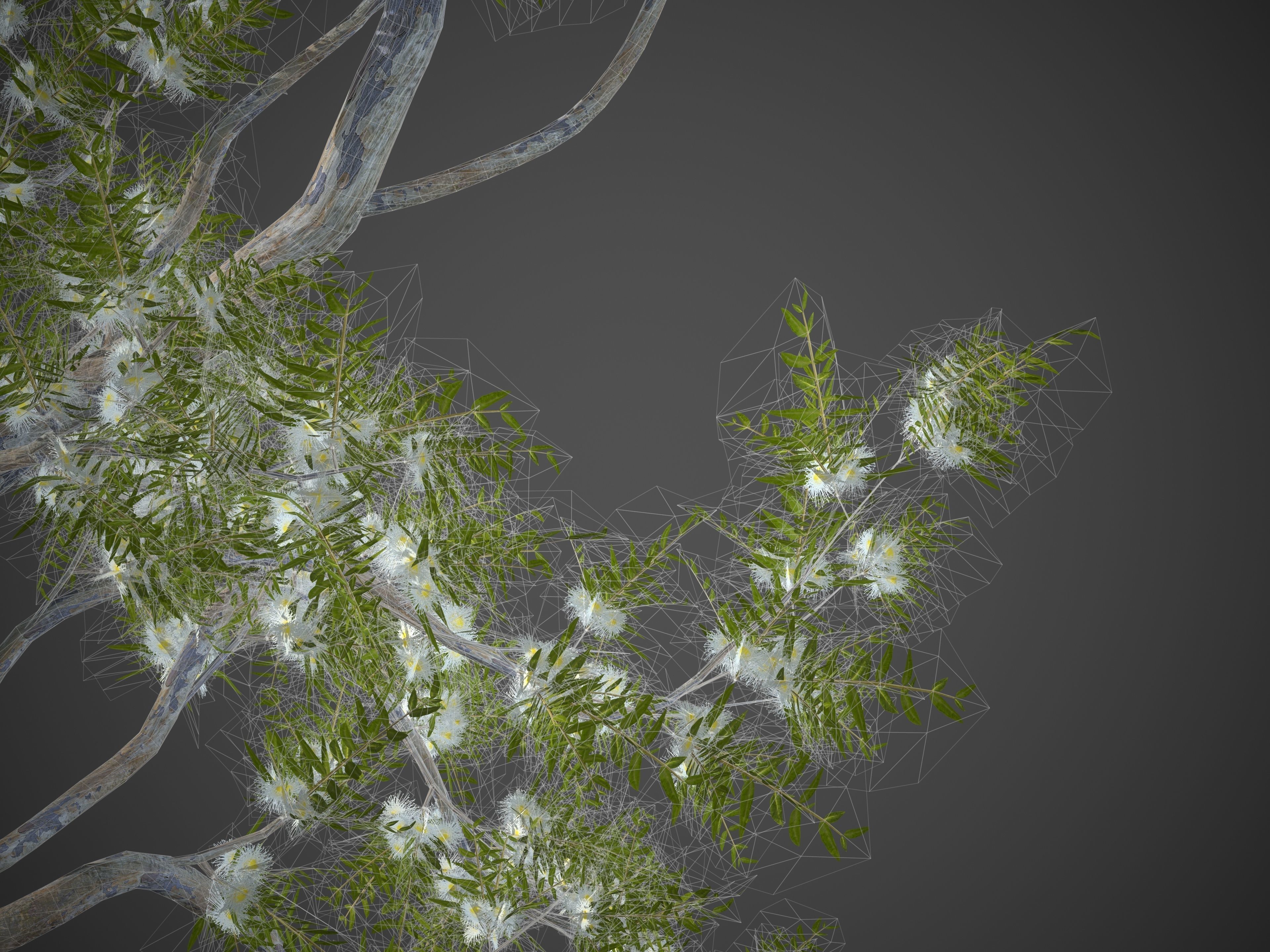 2021 PBR Angophora Intermedia Floribunda Collection 3D model_11