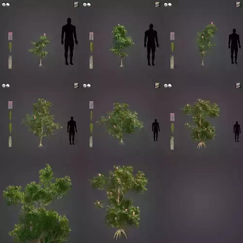 2021 PBR Saw Banksia Collection - Banksia Serrata