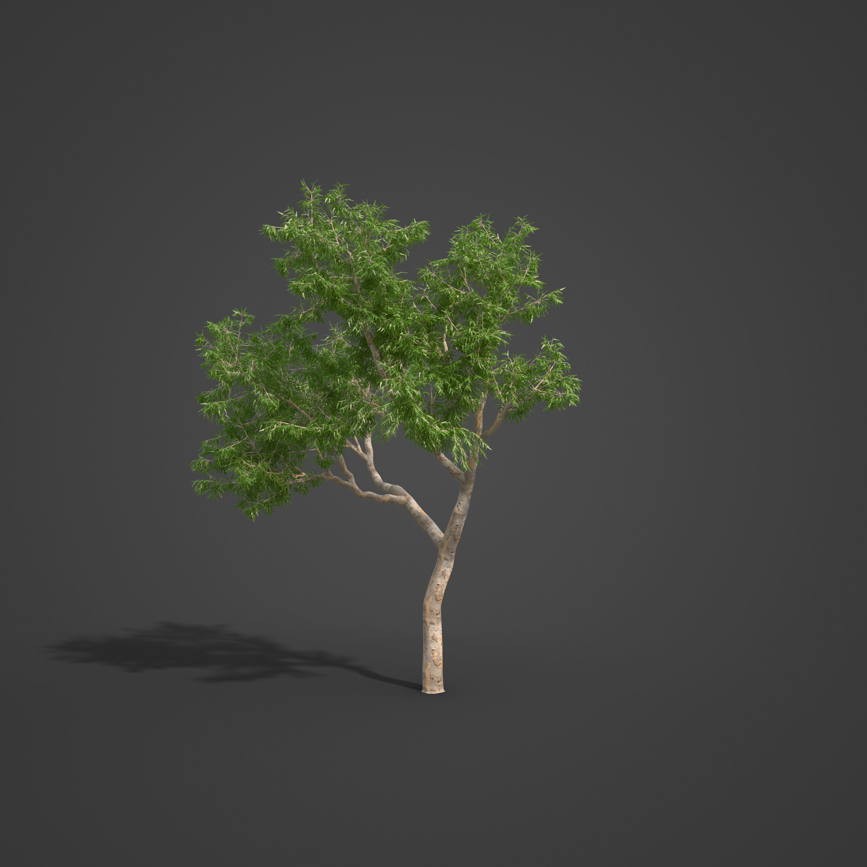 2021 PBR River Redgum Collection - Eucalyptus Camaldulensis 3D model_3