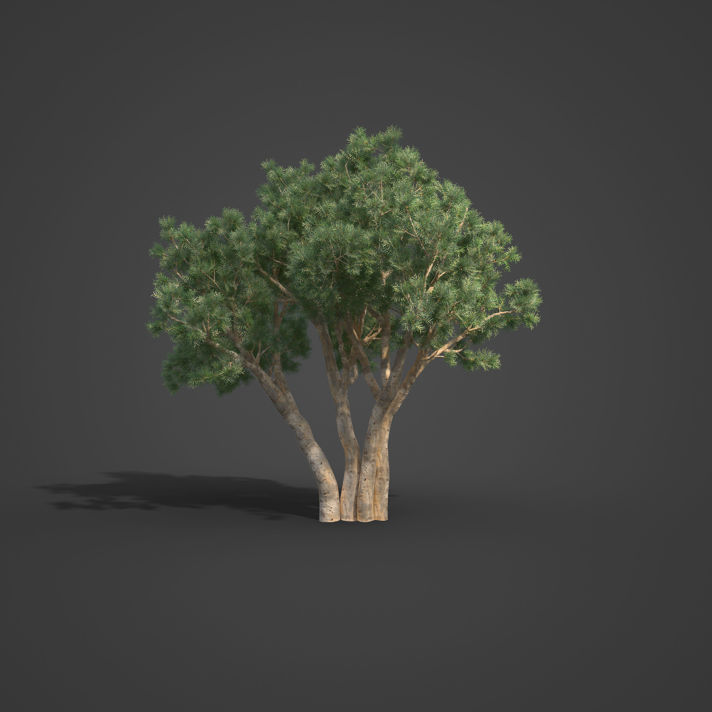 2021 PBR River Redgum Collection - Eucalyptus Camaldulensis 3D model_5