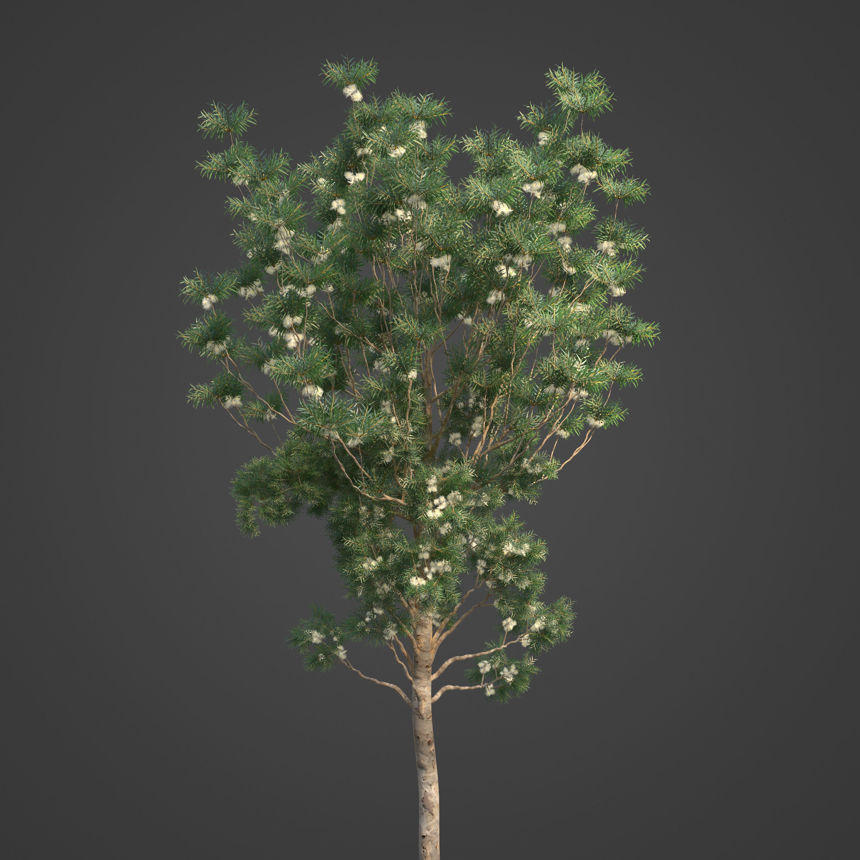 2021 PBR River Redgum Collection - Eucalyptus Camaldulensis 3D model_7
