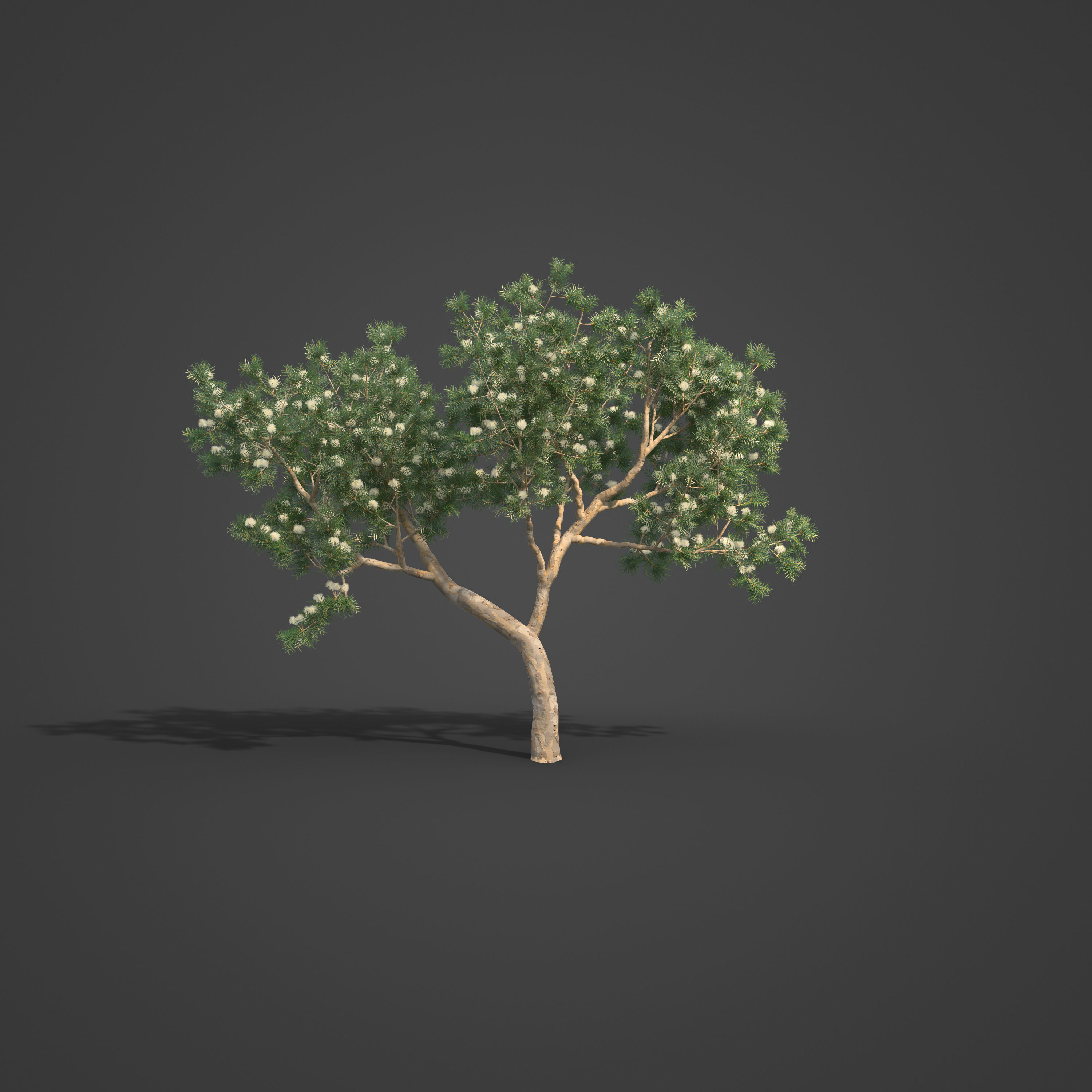 2021 PBR River Redgum Collection - Eucalyptus Camaldulensis 3D model_4
