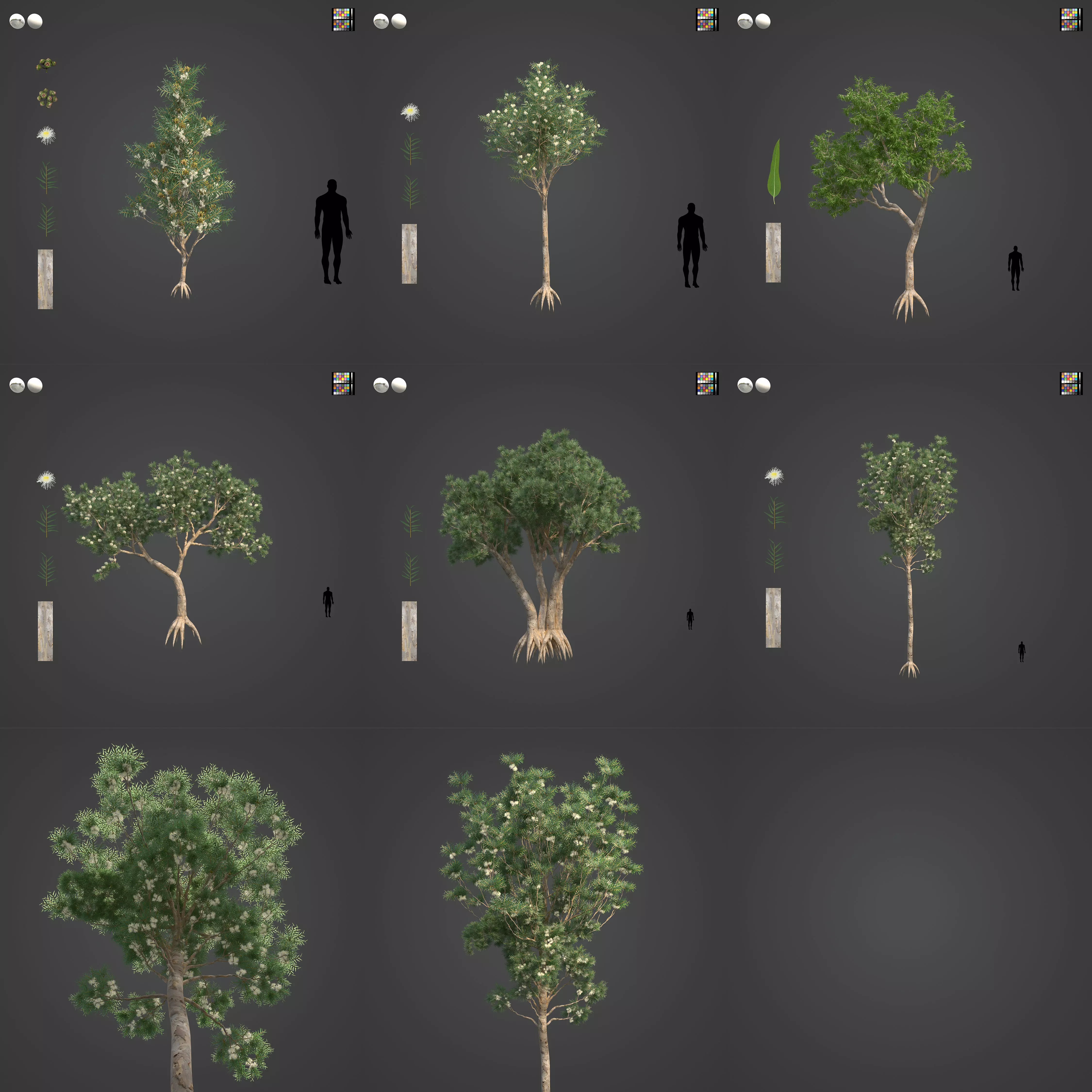 2021 PBR River Redgum Collection - Eucalyptus Camaldulensis 3D model_0