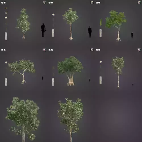 2021 PBR River Redgum Collection - Eucalyptus Camaldulensis 3D model