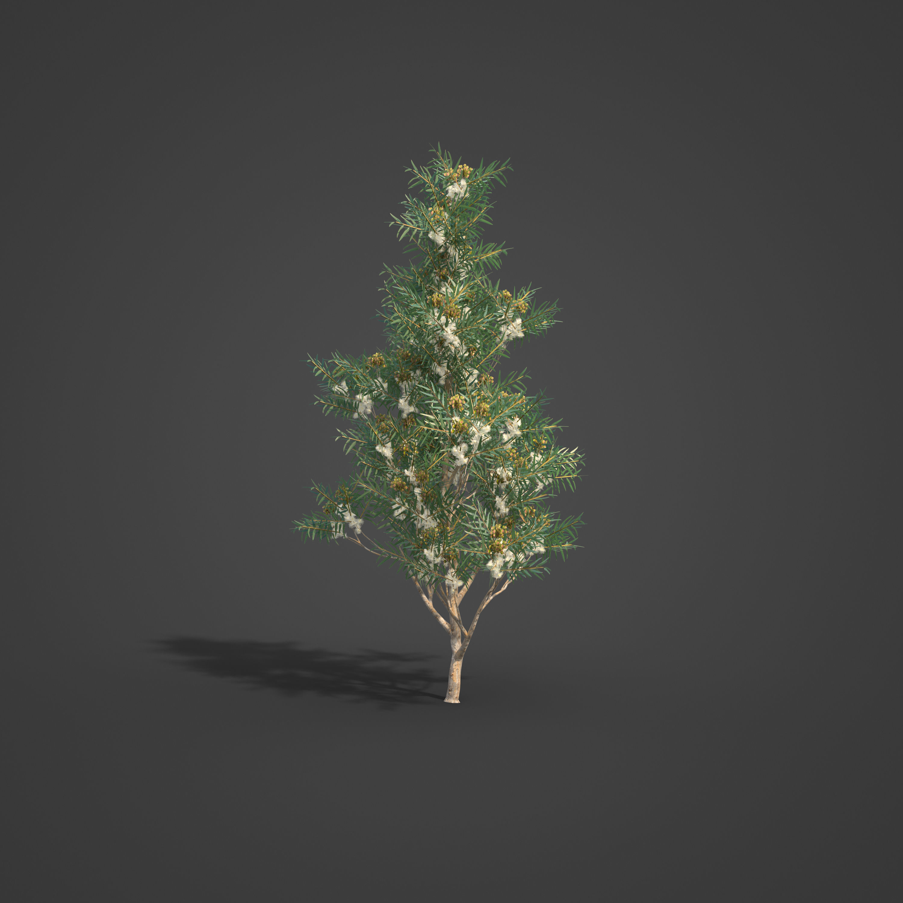 2021 PBR River Redgum Collection - Eucalyptus Camaldulensis 3D model_2