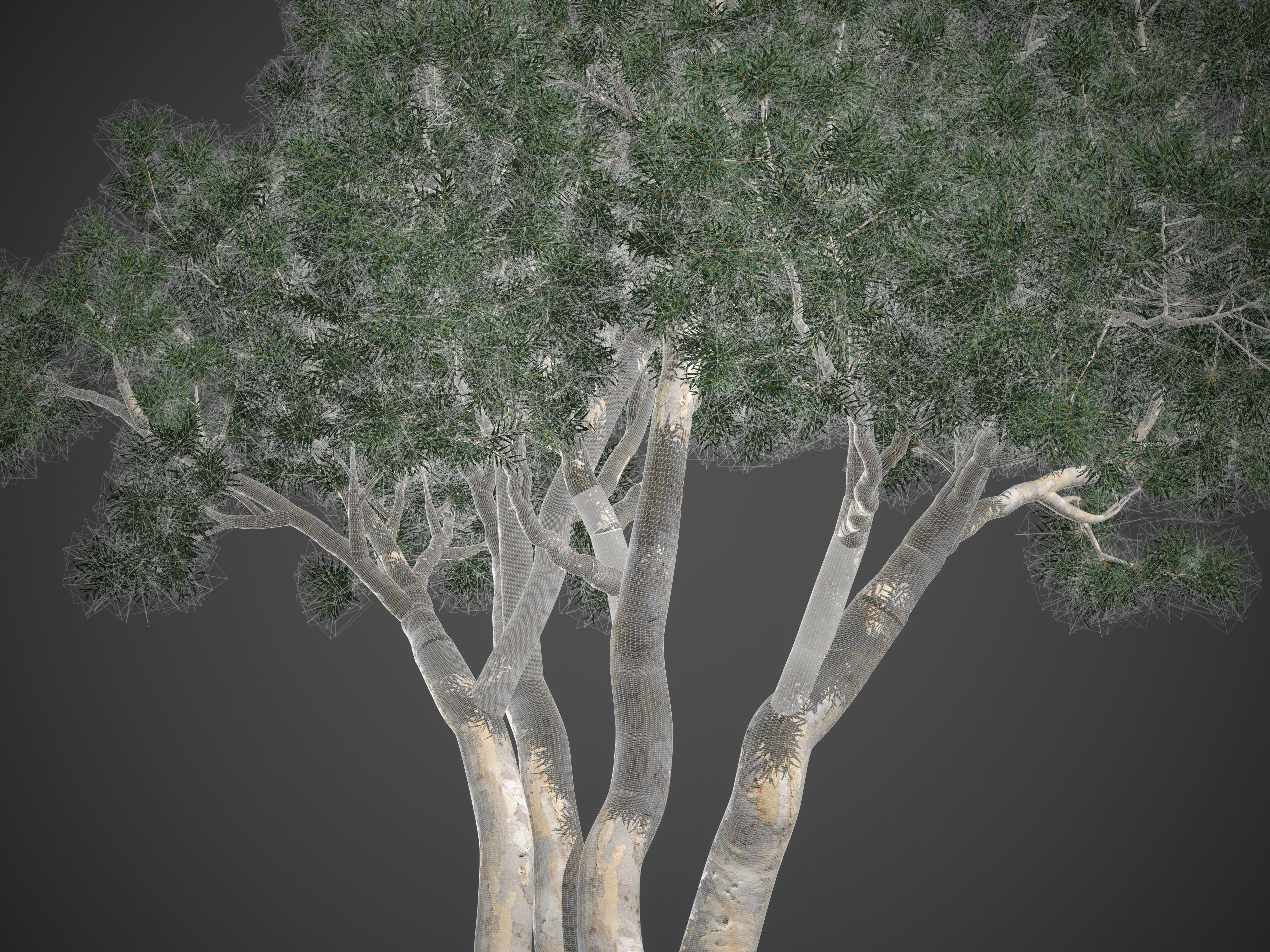 2021 PBR River Redgum Collection - Eucalyptus Camaldulensis 3D model_9