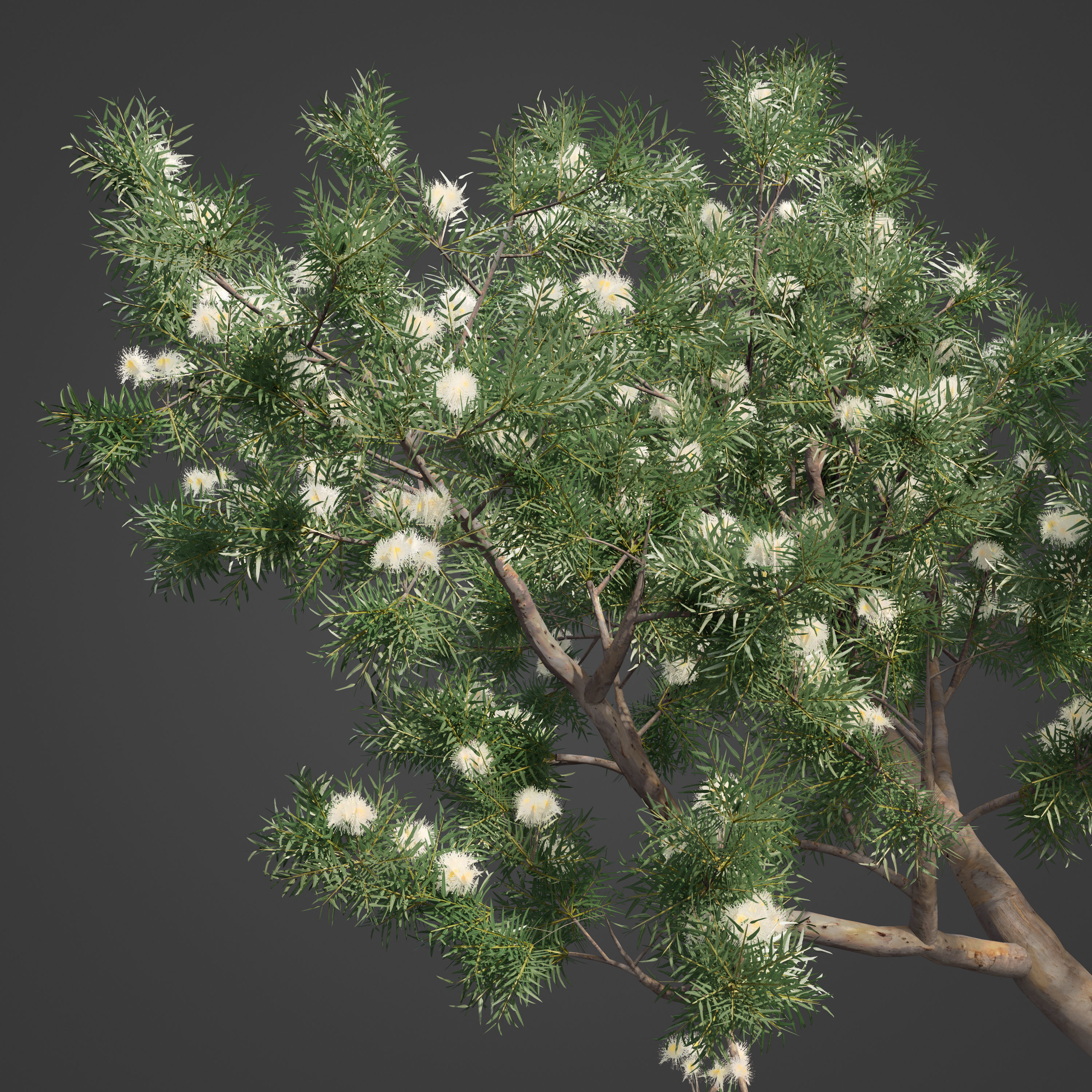 2021 PBR River Redgum Collection - Eucalyptus Camaldulensis 3D model_8
