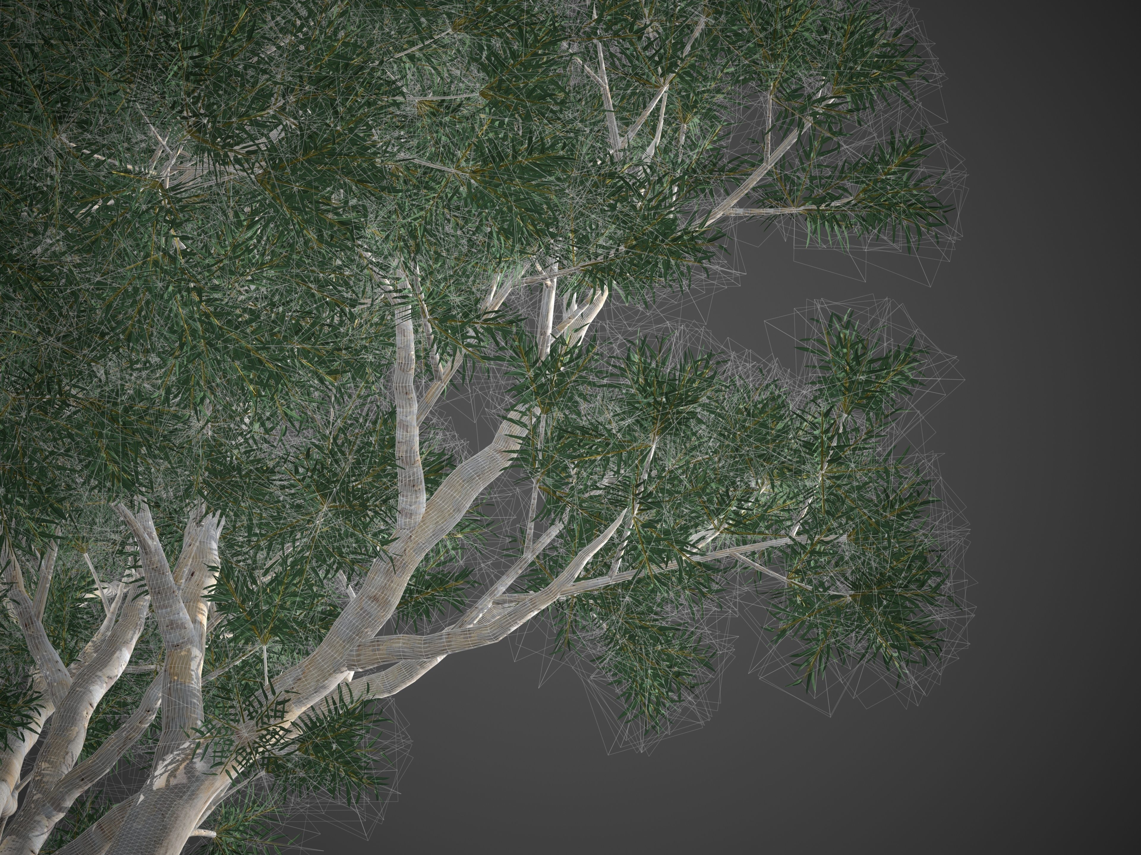 2021 PBR River Redgum Collection - Eucalyptus Camaldulensis 3D model_10
