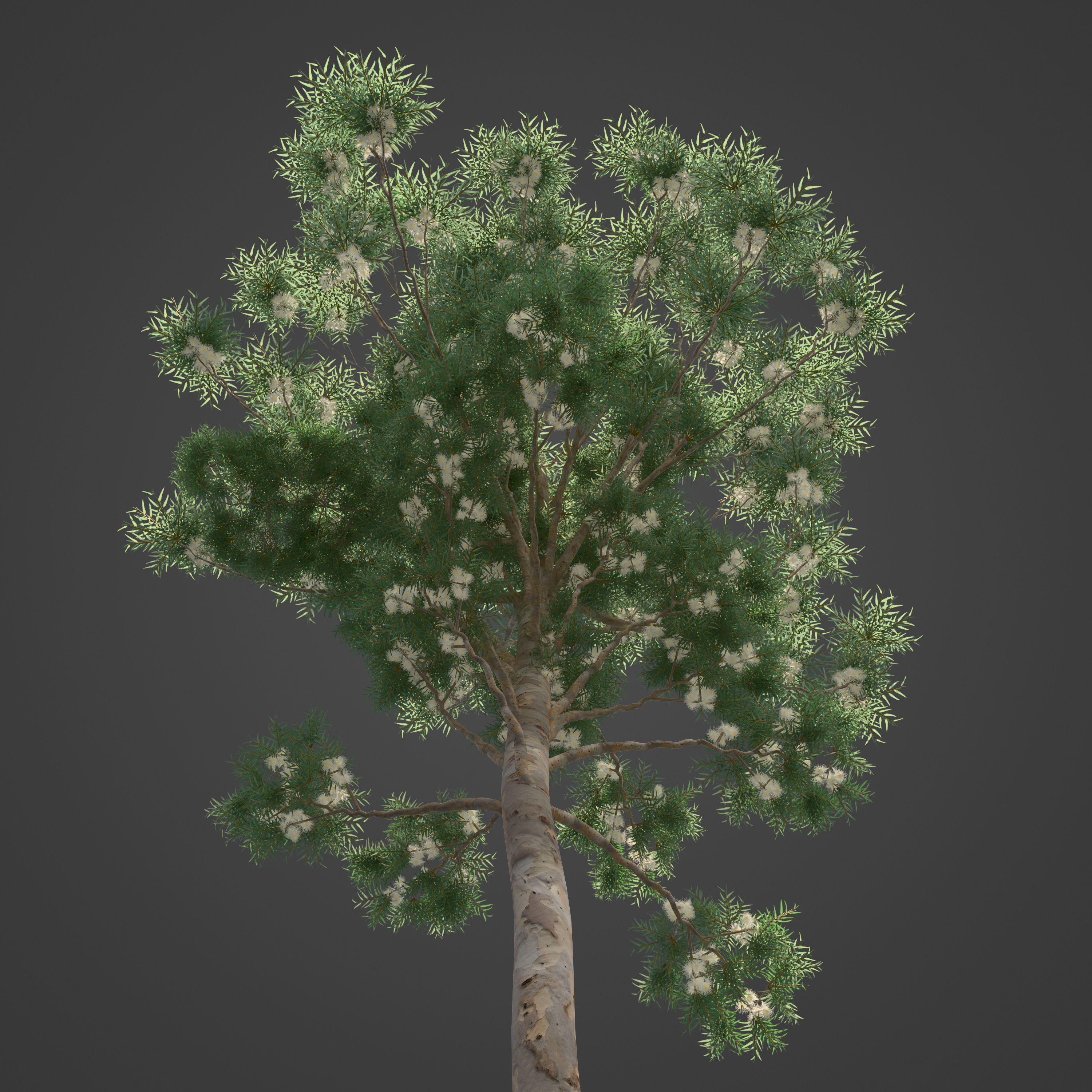 2021 PBR River Redgum Collection - Eucalyptus Camaldulensis 3D model_6