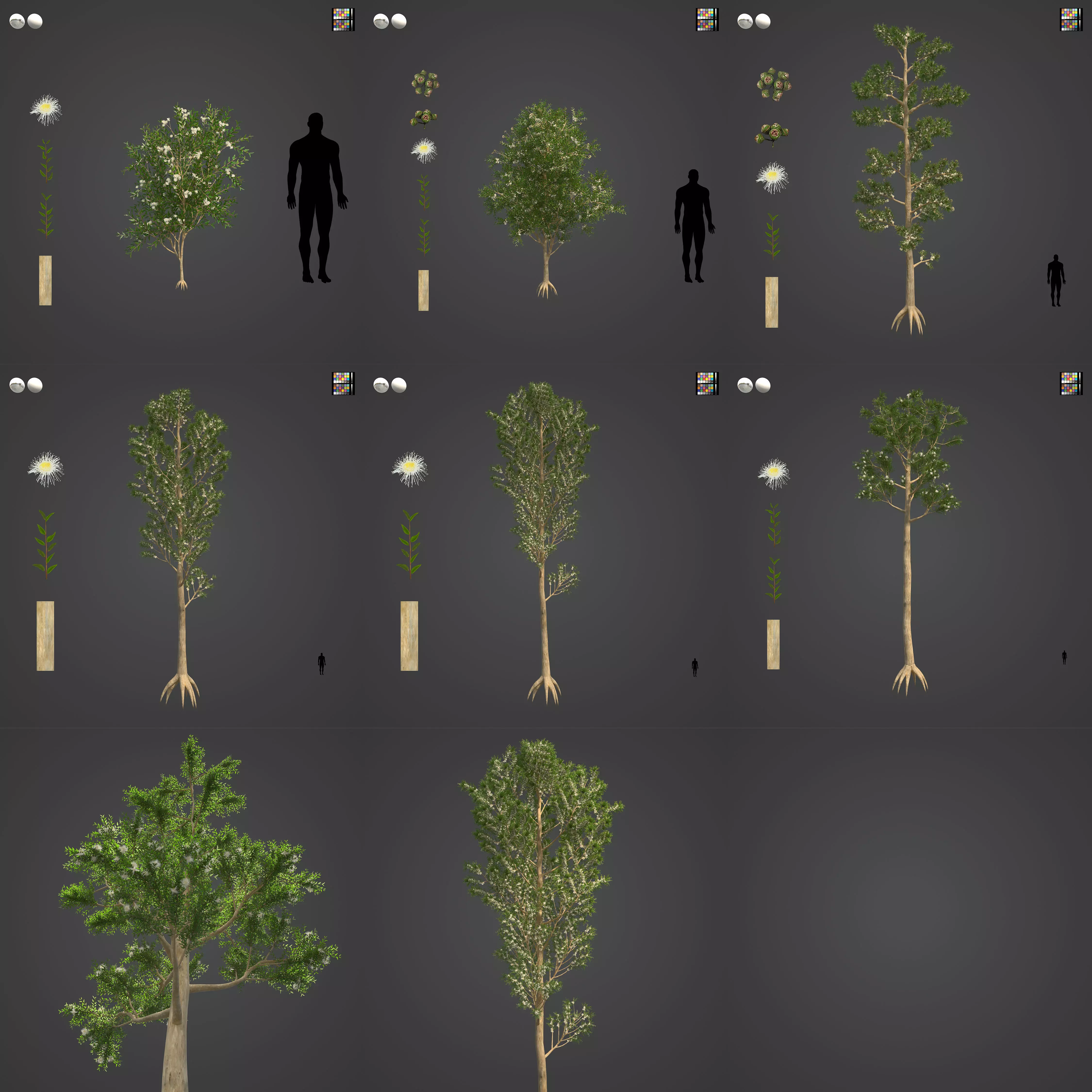 2021 PBR Karri Collection - Eucalyptus Diversicolor 3D model_0