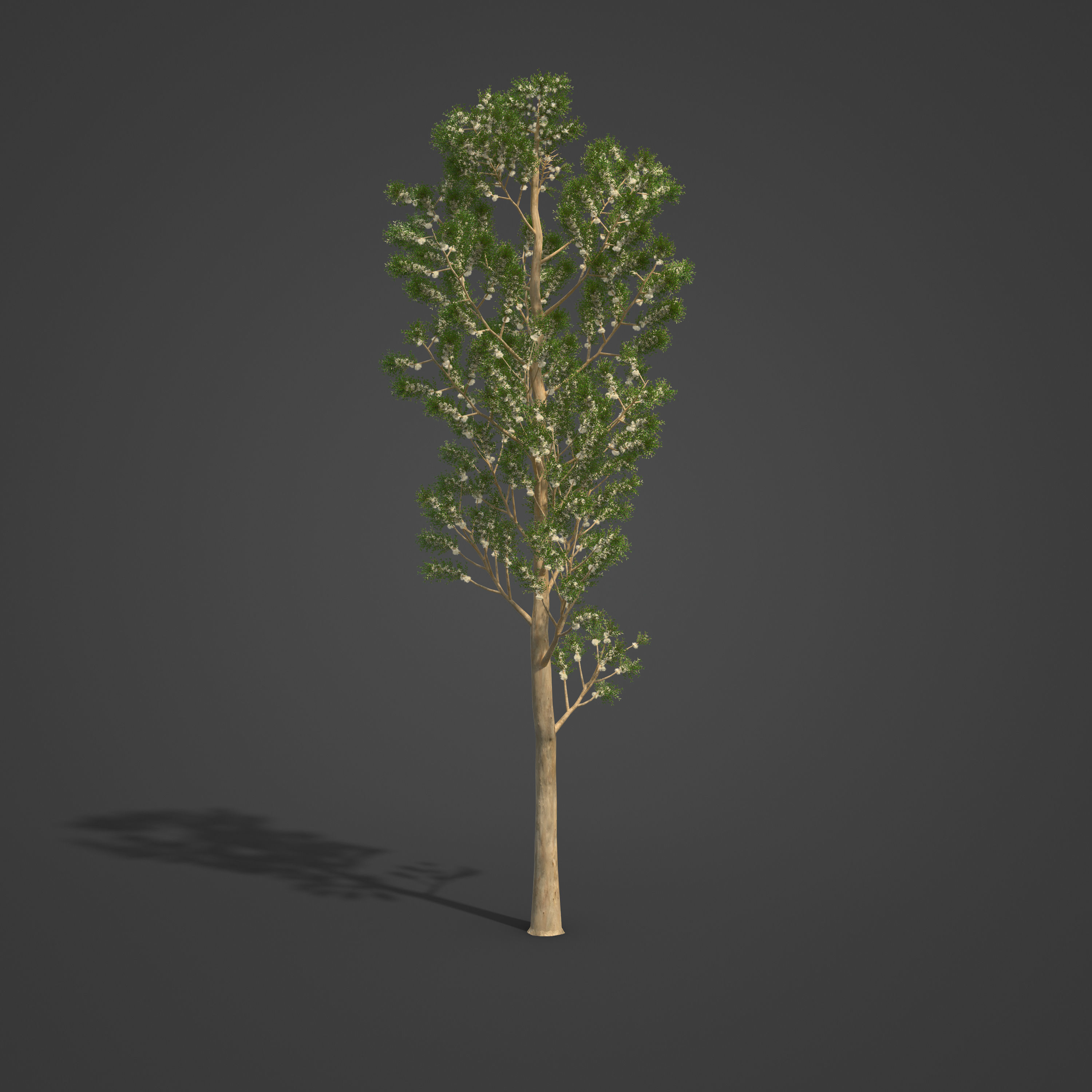 2021 PBR Karri Collection - Eucalyptus Diversicolor 3D model_4