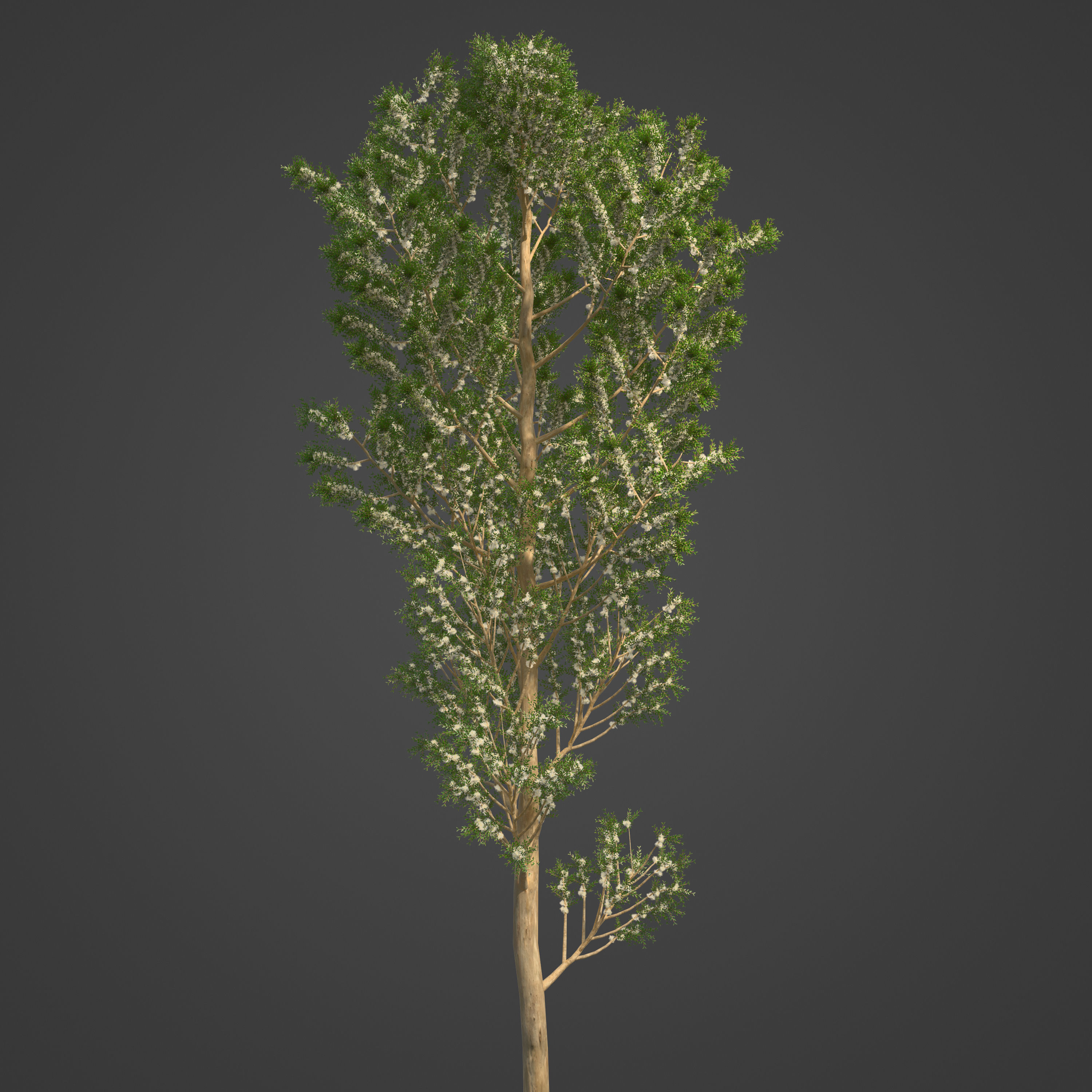 2021 PBR Karri Collection - Eucalyptus Diversicolor 3D model_7