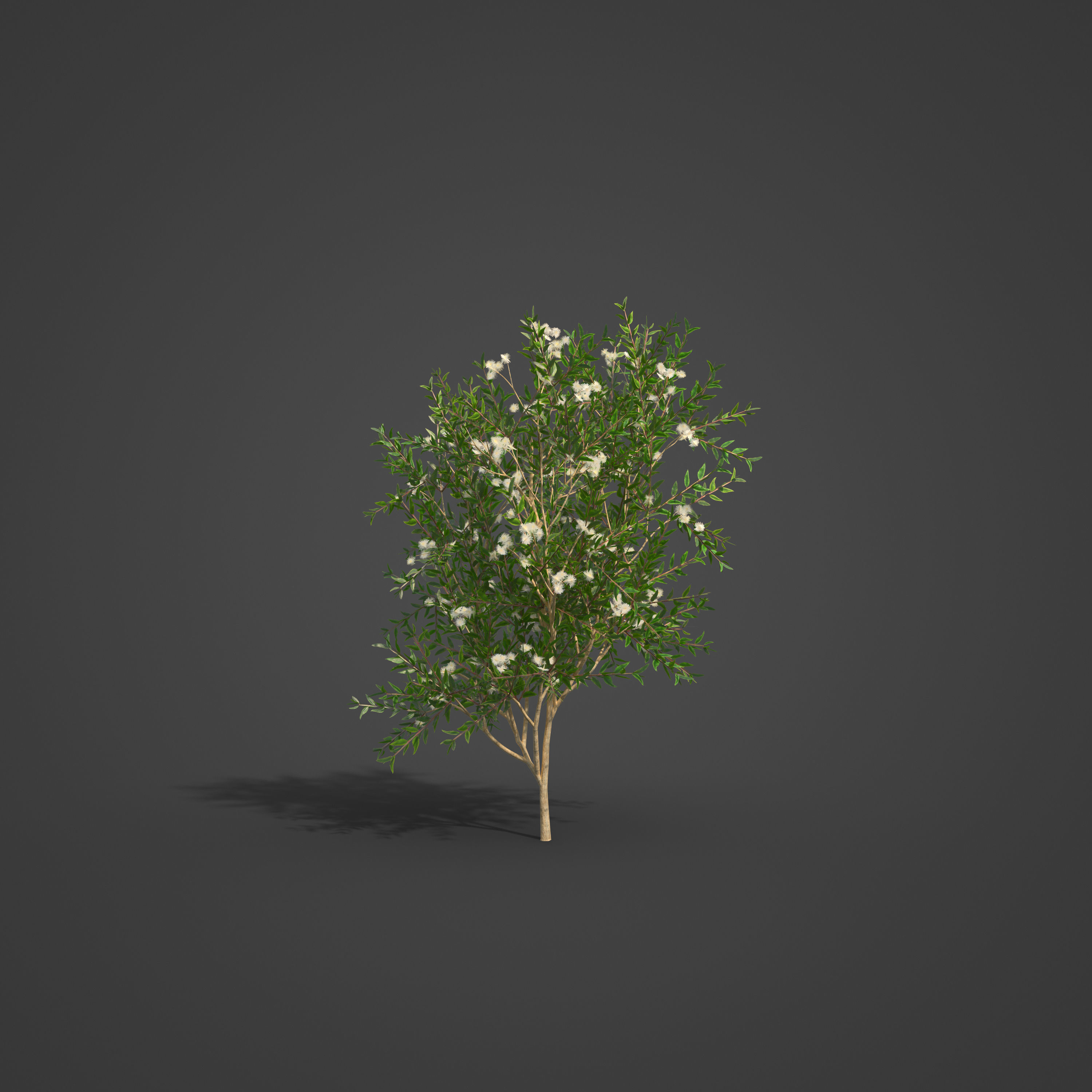 2021 PBR Karri Collection - Eucalyptus Diversicolor 3D model_2