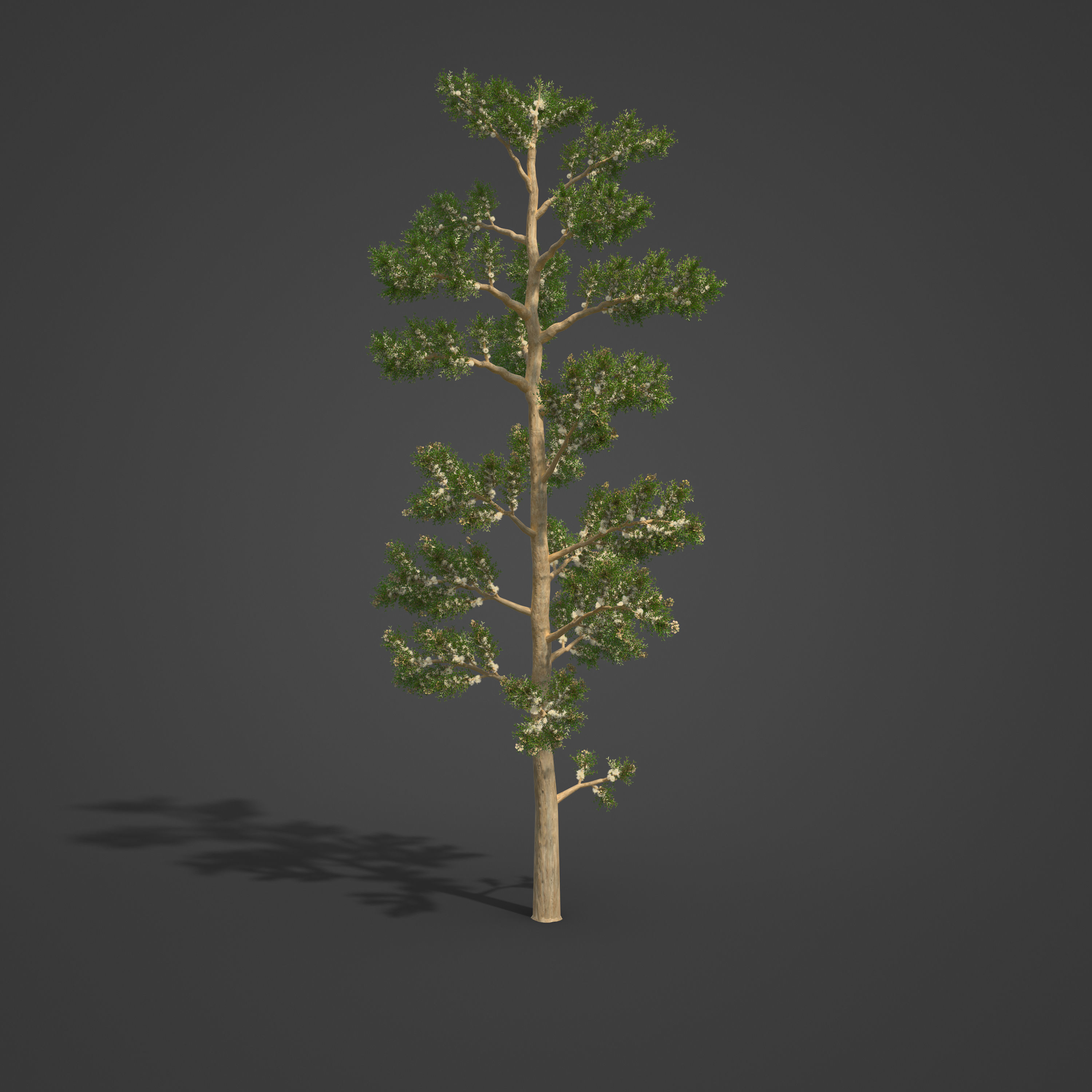 2021 PBR Karri Collection - Eucalyptus Diversicolor 3D model_3