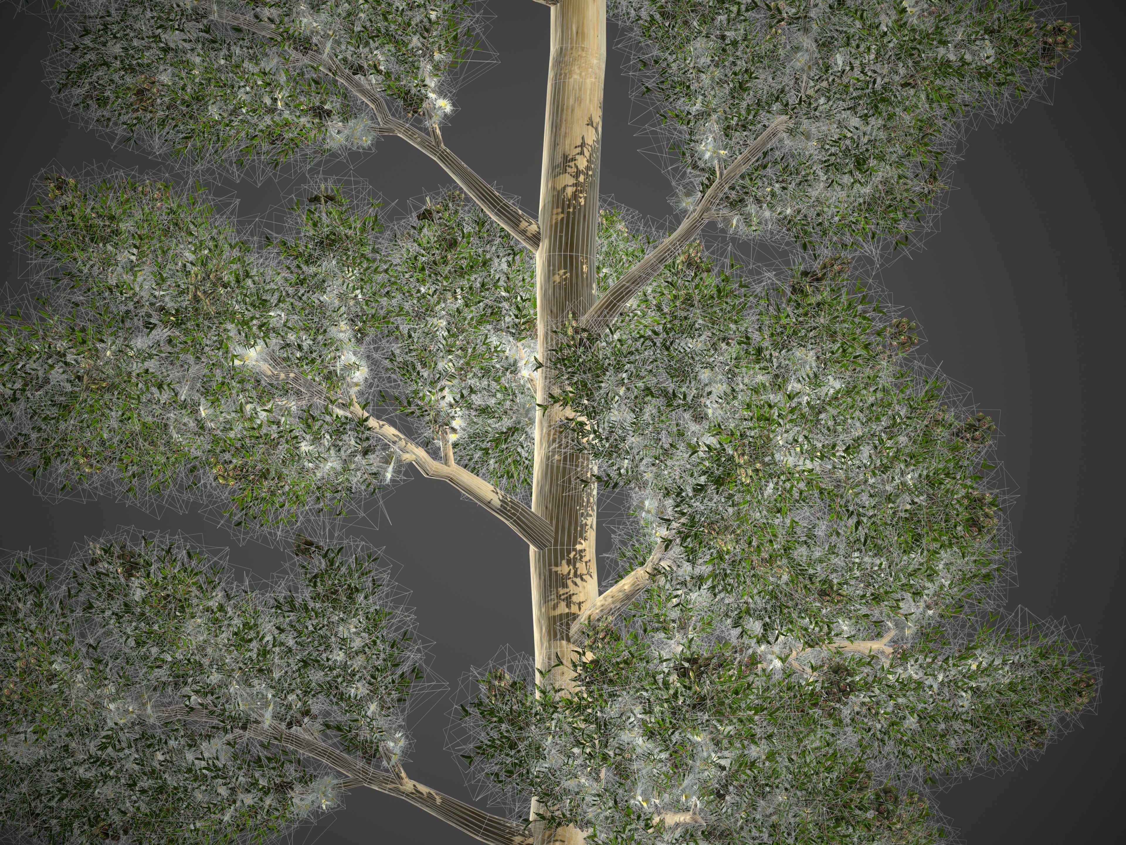 2021 PBR Karri Collection - Eucalyptus Diversicolor 3D model_9