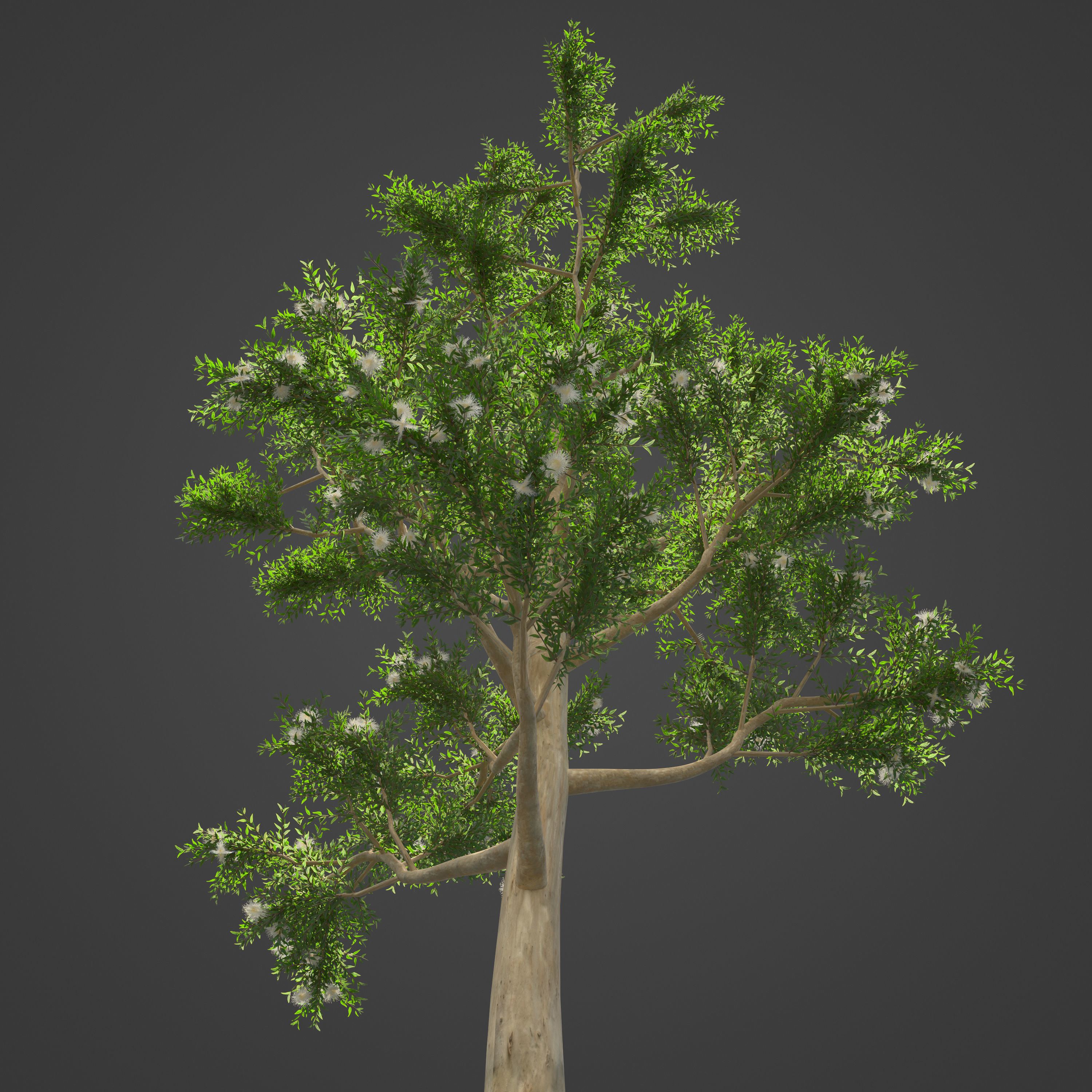 2021 PBR Karri Collection - Eucalyptus Diversicolor 3D model_6