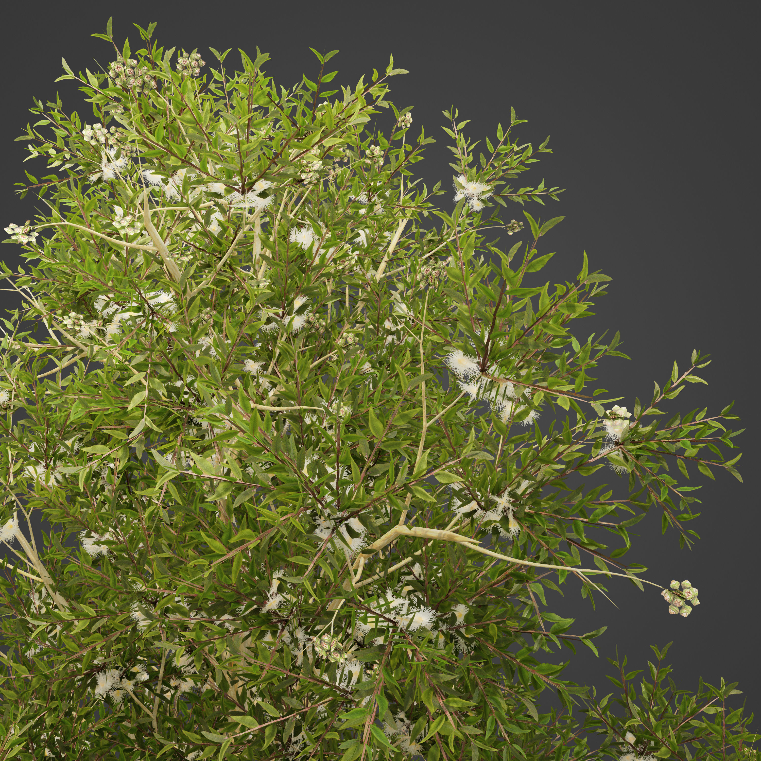 2021 PBR Karri Collection - Eucalyptus Diversicolor 3D model_8