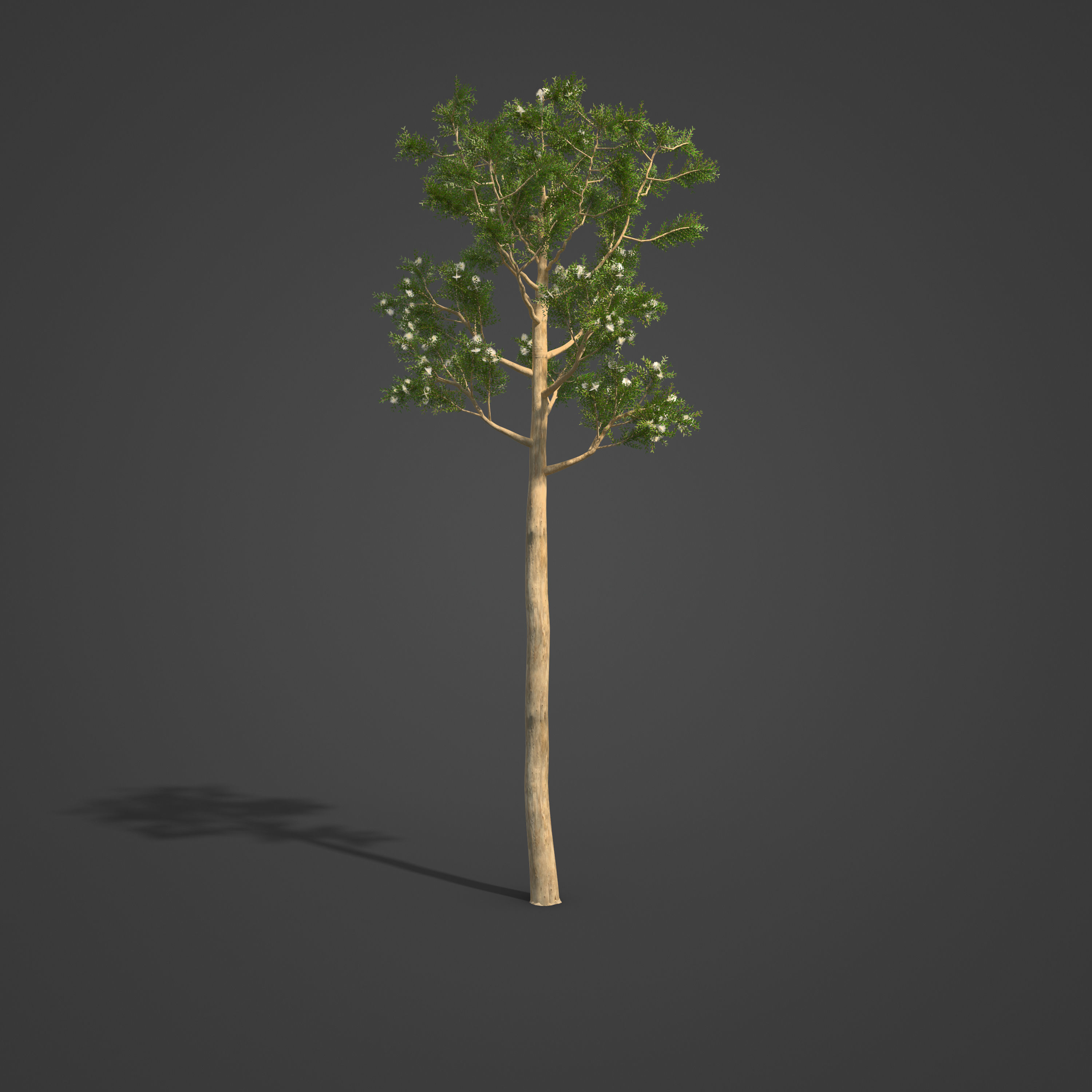 2021 PBR Karri Collection - Eucalyptus Diversicolor 3D model_5