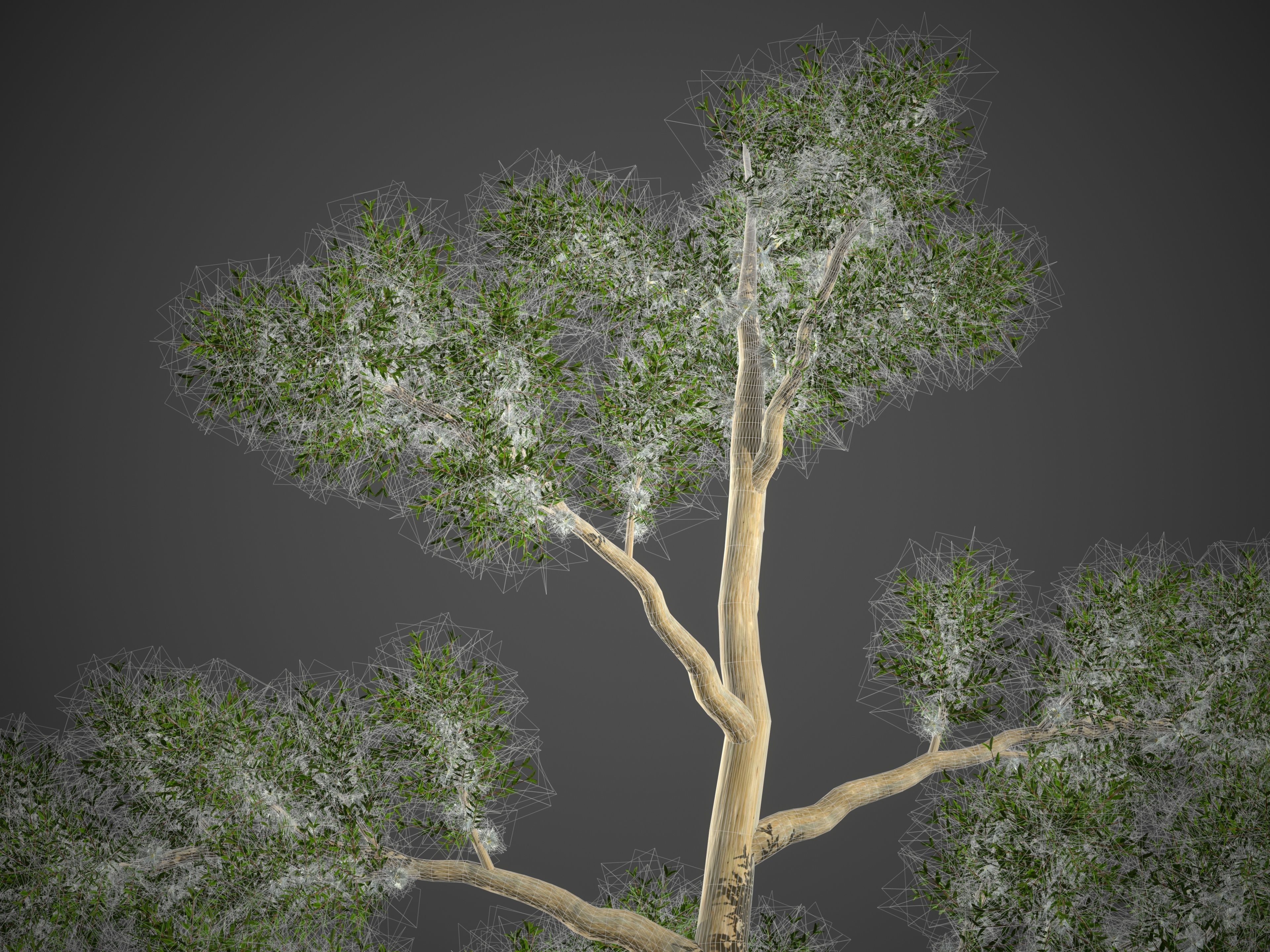 2021 PBR Karri Collection - Eucalyptus Diversicolor 3D model_10