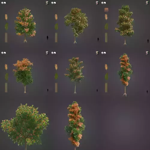 2021 PBR Silky Oak Collection - Grevillea Robusta 